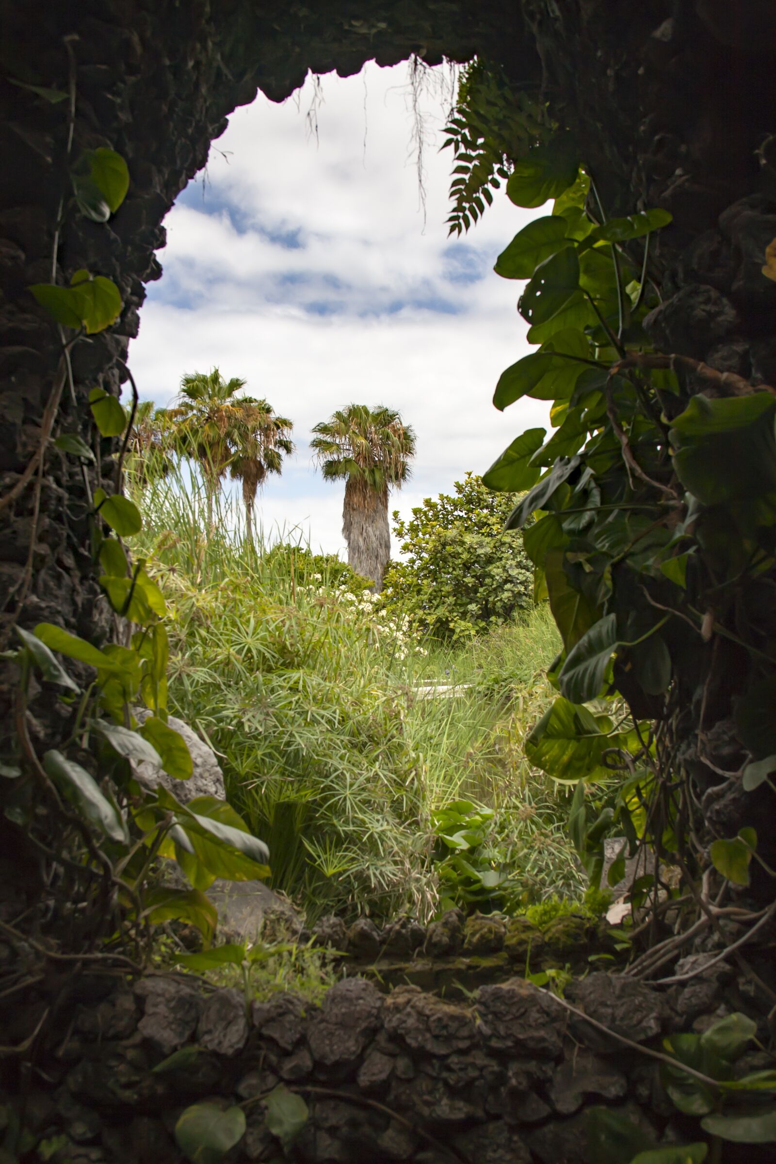 Canon EF 28-135mm F3.5-5.6 IS USM sample photo. Tenerife, palm, garden photography