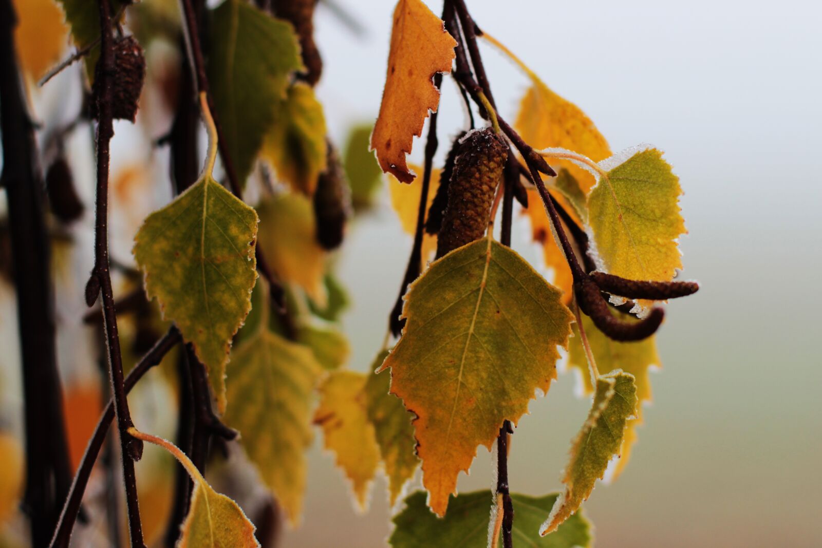 Canon EF 50mm F1.4 USM sample photo. Birch, fog, frost photography