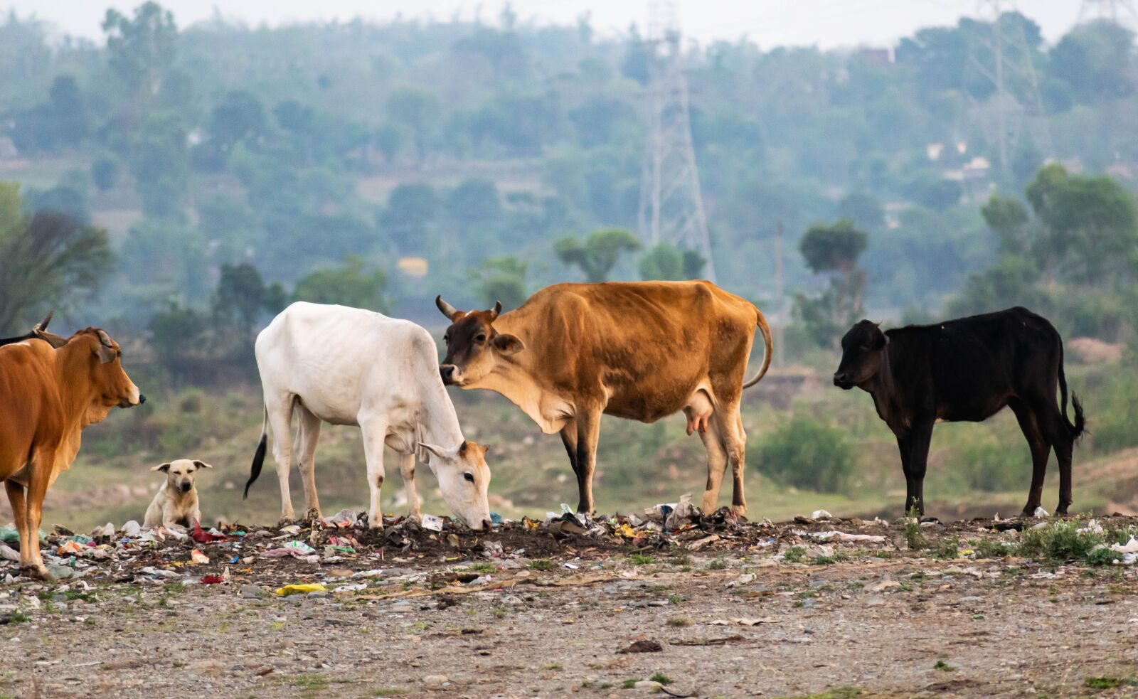 Nikon D3300 sample photo. Cows, cattle, stray photography