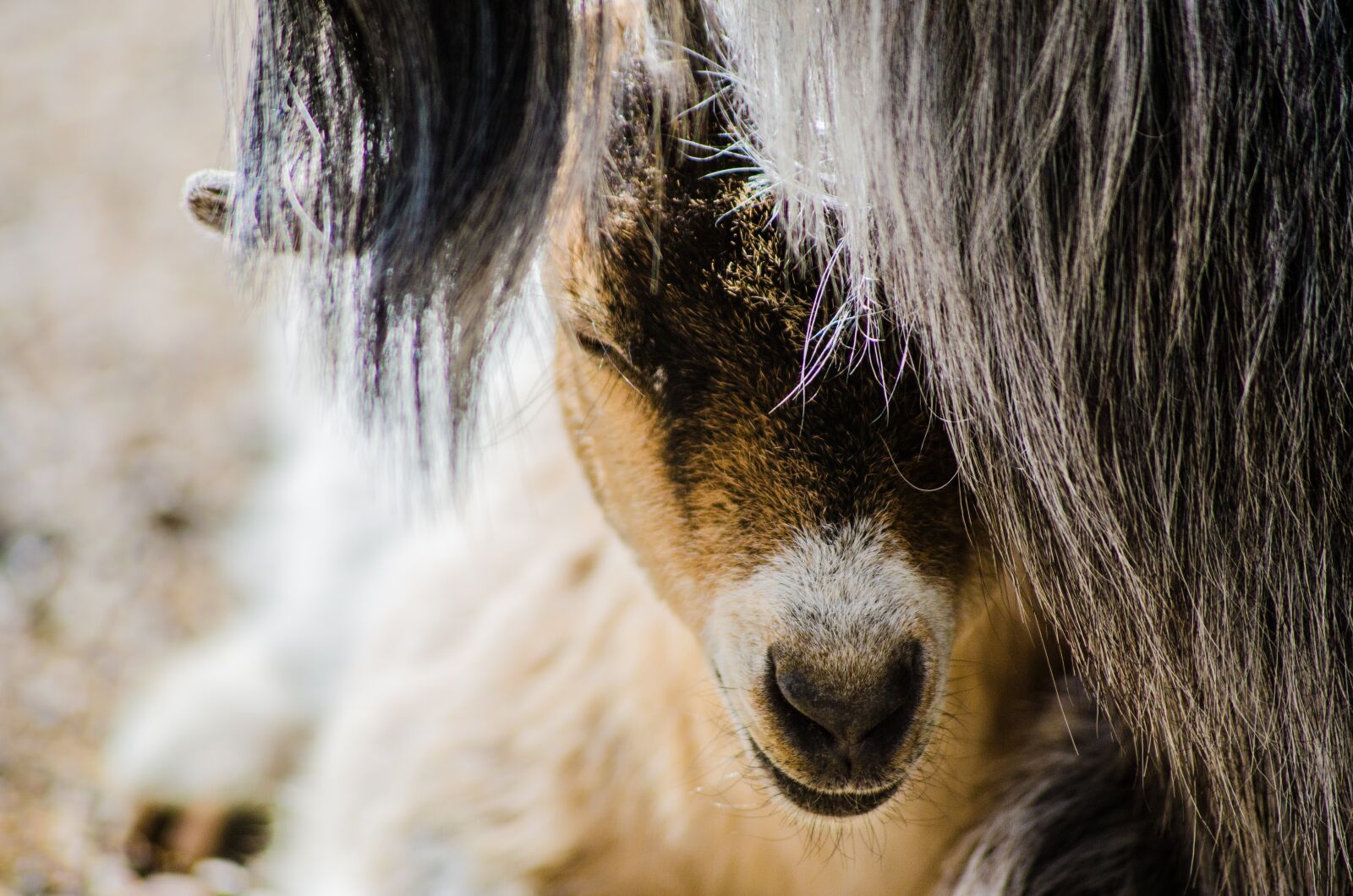 Nikon D7000 sample photo. Goat, baby, farm photography