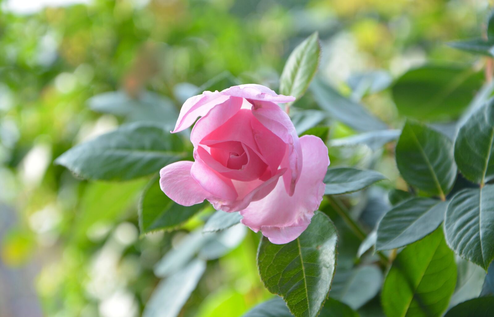 Nikon D5200 sample photo. Pink, rosebush, green leaves photography