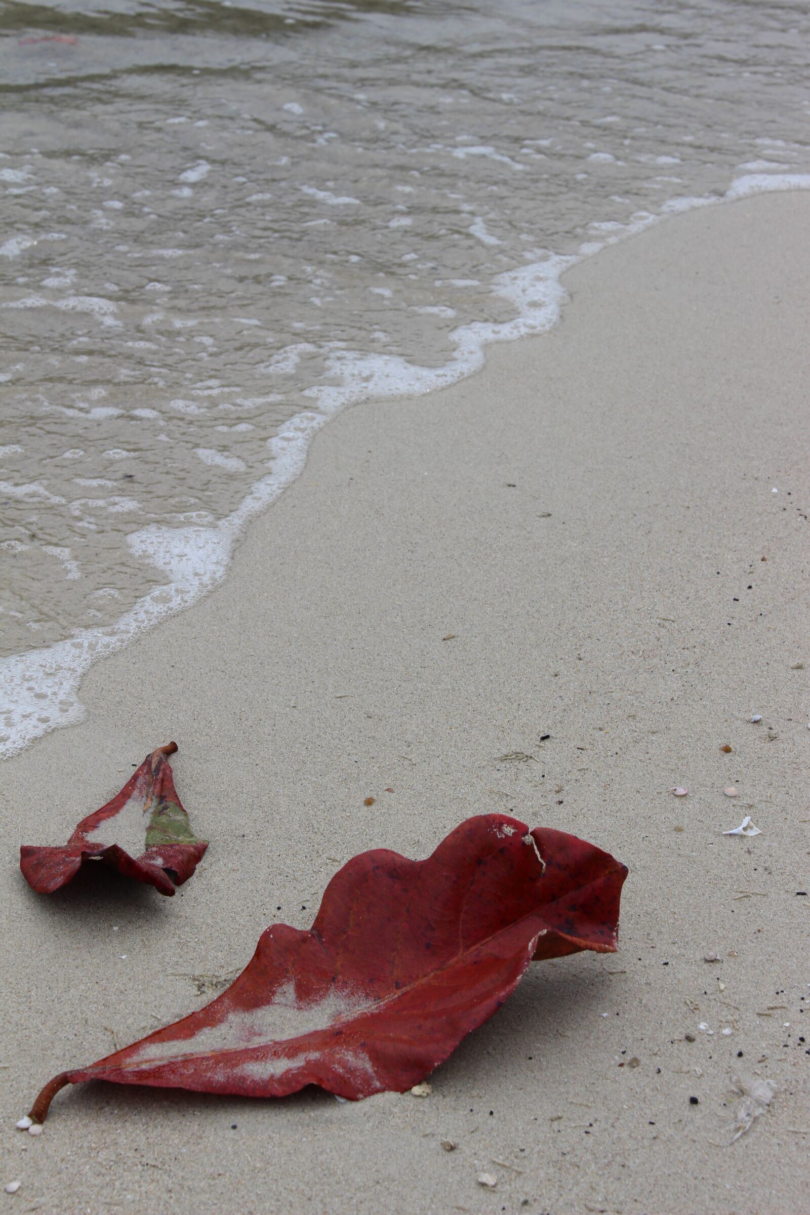 Canon EOS 700D (EOS Rebel T5i / EOS Kiss X7i) sample photo. Beach, thailand, leaves photography