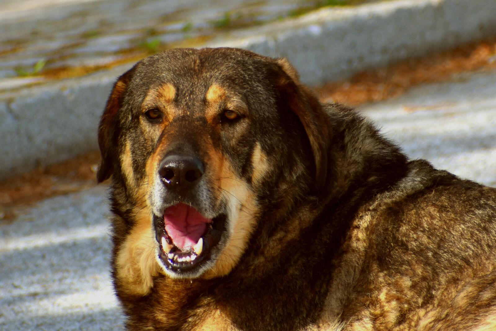 Nikon D3500 sample photo. Dog, portrait, rest photography