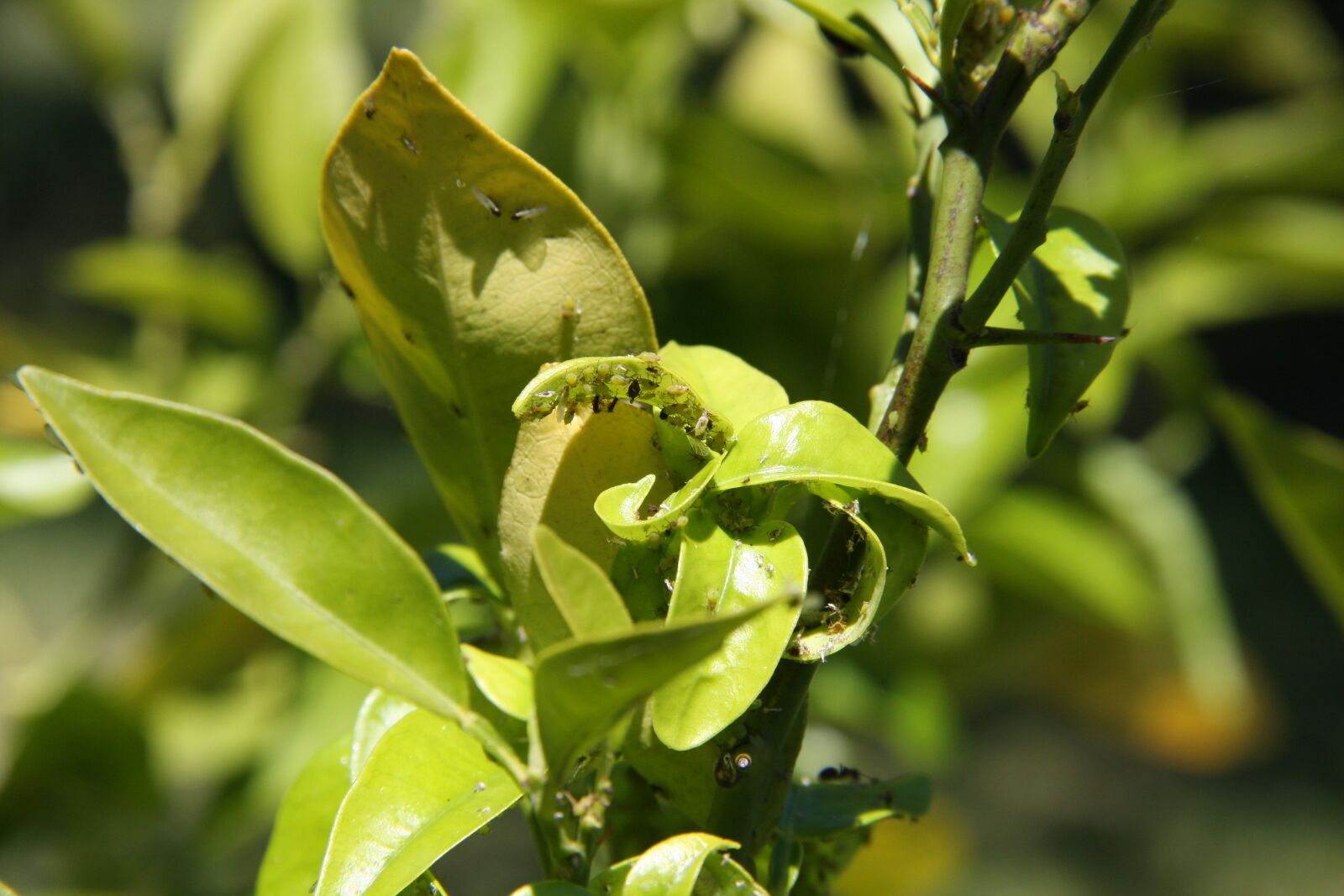 Canon EOS 40D sample photo. Spring, aphids, nature photography
