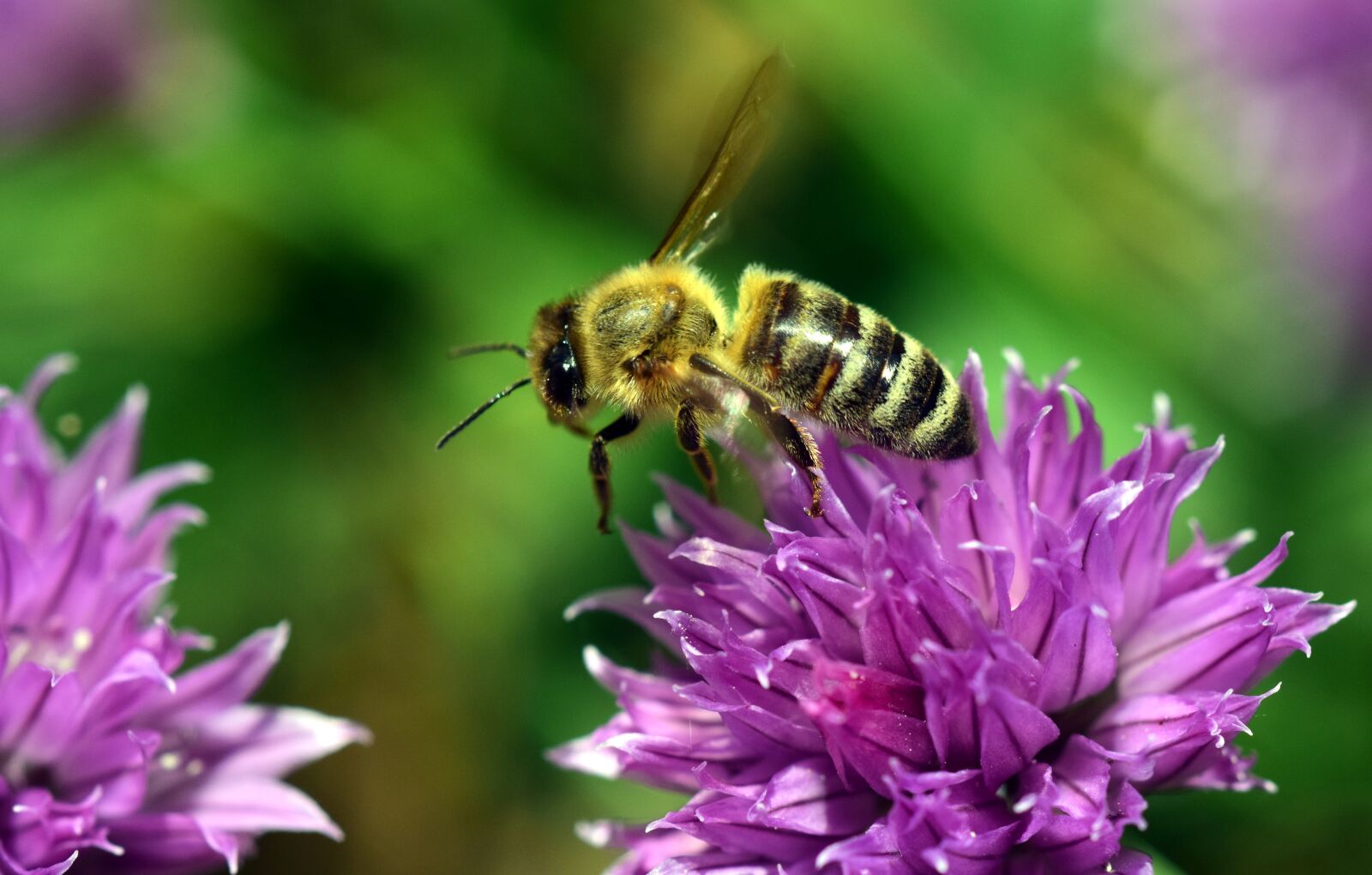 Nikon D3300 sample photo. Chives blossom, bee, close photography