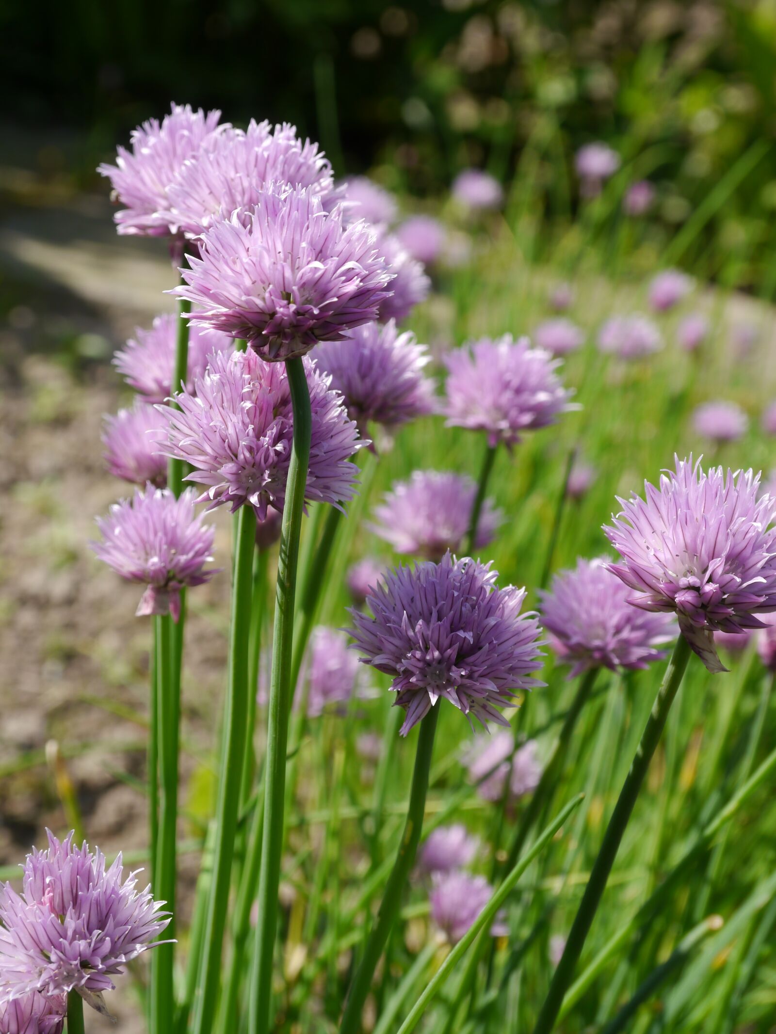 Panasonic Lumix DMC-G5 sample photo. Chives, close up, purple photography