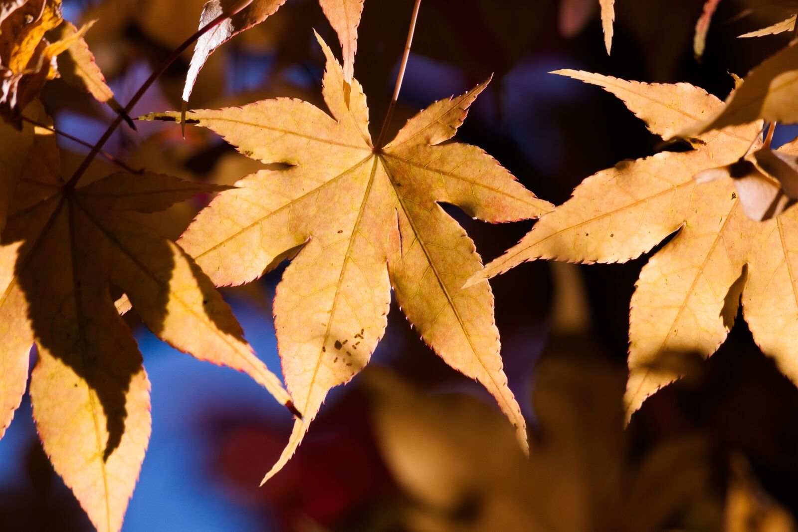 Canon EOS 50D sample photo. Maple, autumn, leaf photography