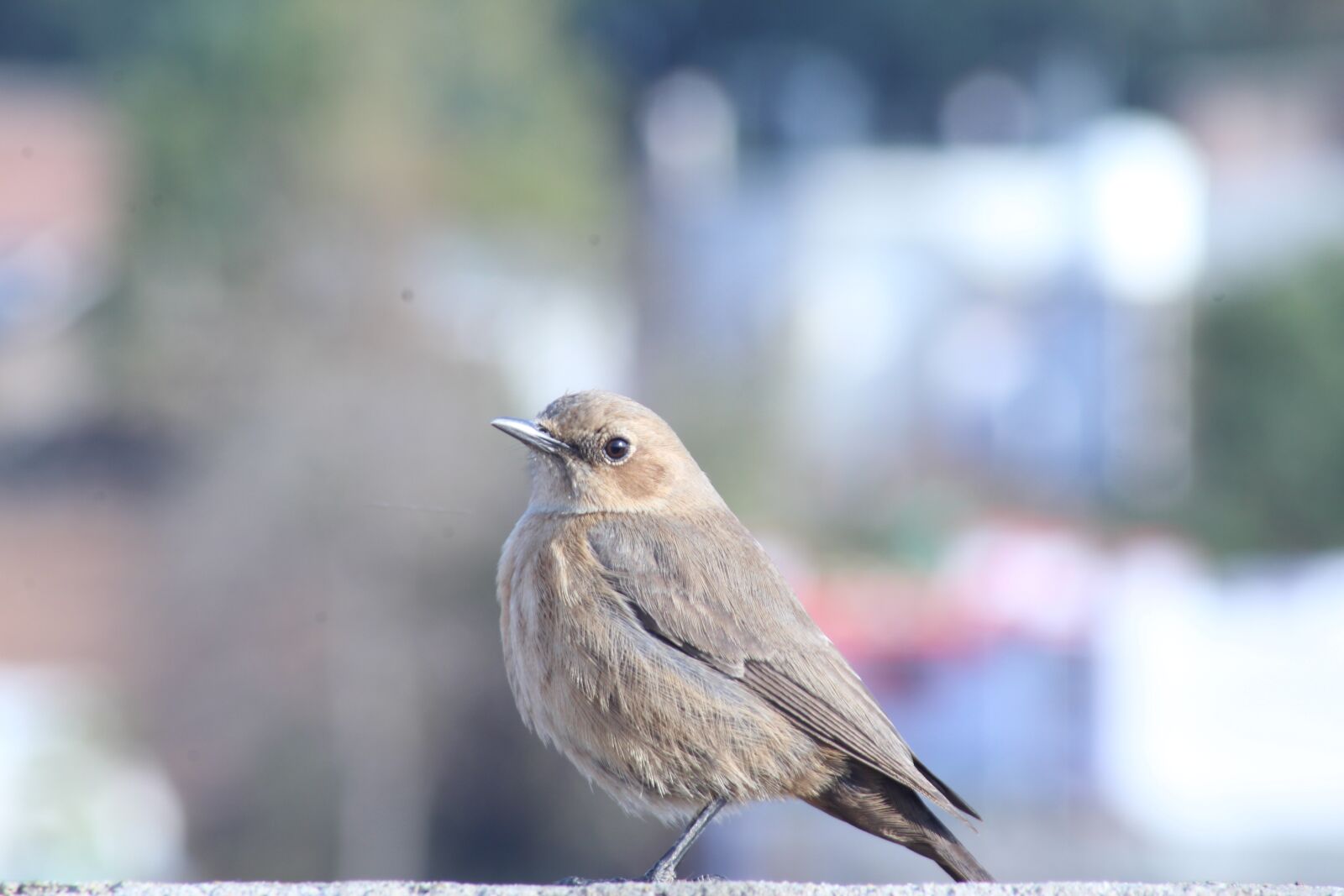Canon EOS 1300D (EOS Rebel T6 / EOS Kiss X80) sample photo. Bird, portrait, nature photography