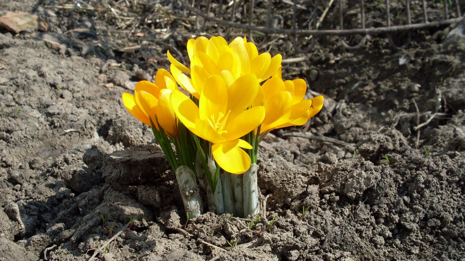 Samsung KENOX S760  / Samsung S760 sample photo. Spring, kvity, crocus photography