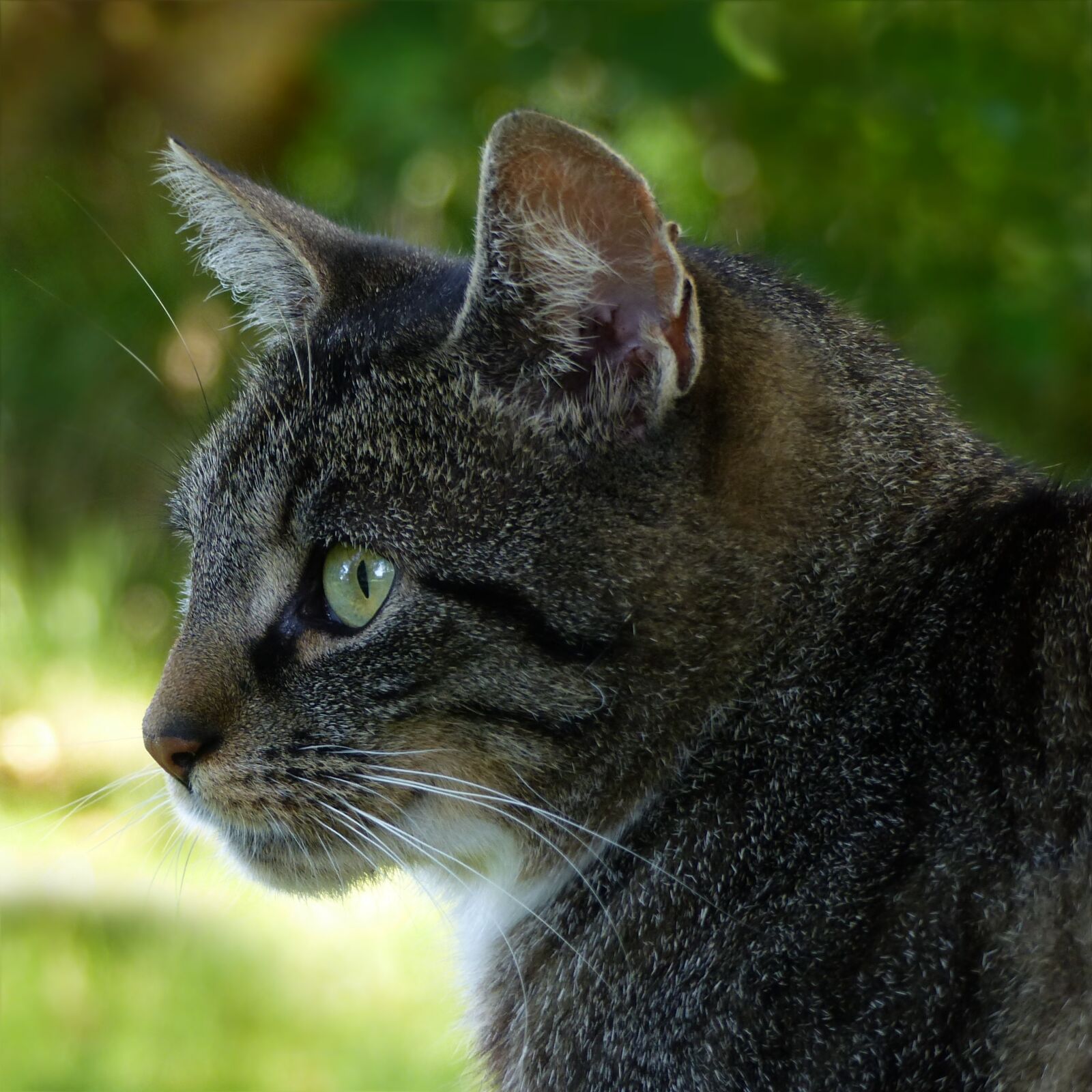 Panasonic Lumix DMC-FZ200 sample photo. Animal, cat, felis silvestris photography