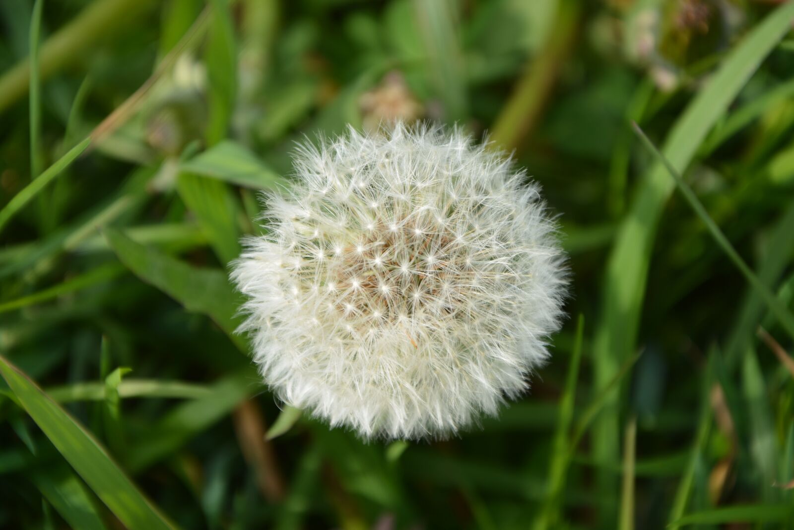 Nikon D5200 sample photo. Egret dandelion, blow on photography