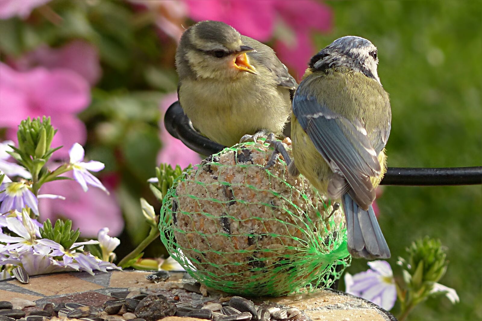 Panasonic Lumix DMC-FZ200 sample photo. Blue tit, cyanistes caeruleus photography