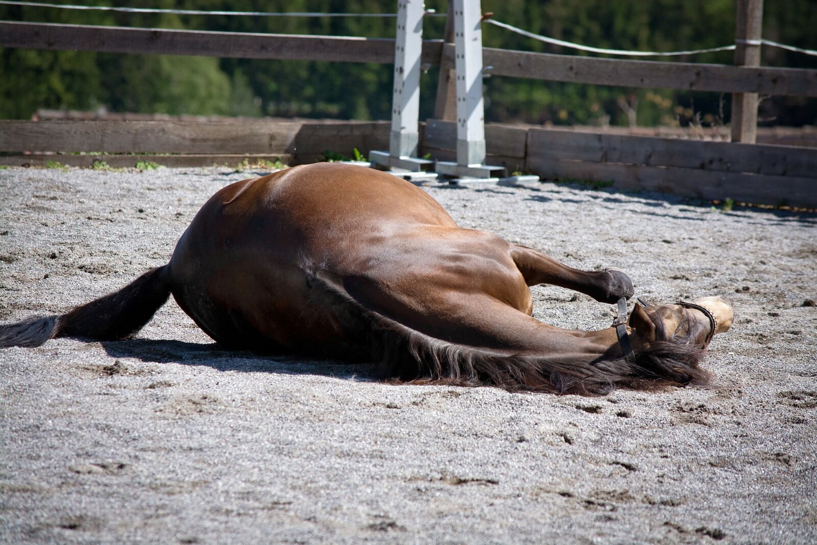Nikon D7100 sample photo. Horse, pony, rolling photography