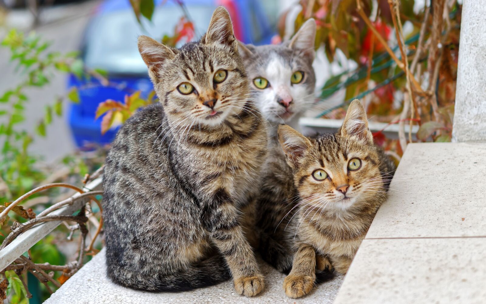 Nikon D5300 sample photo. Cats, three, together photography