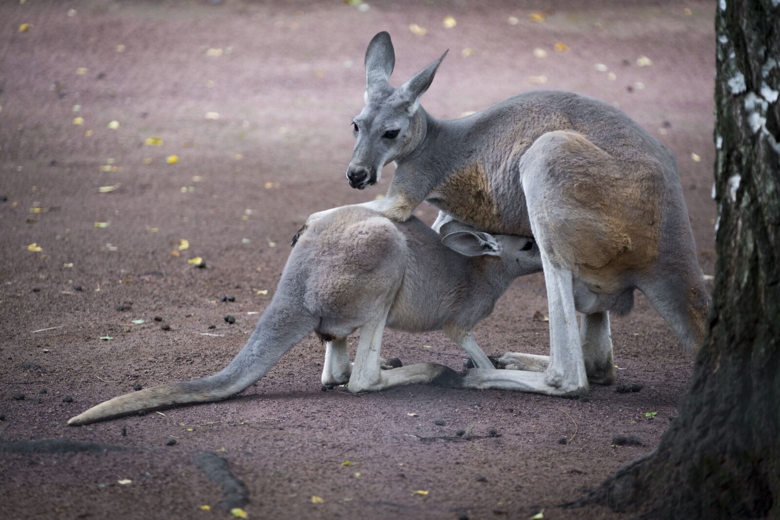 Fujifilm XF 50-140mm F2.8 R LM OIS WR sample photo. Kangaroo, animal, mammal photography
