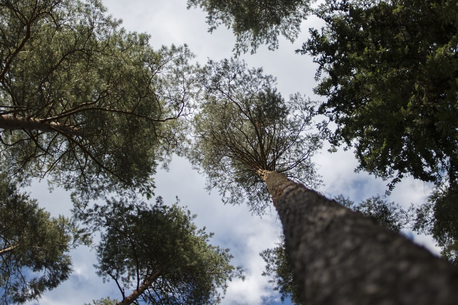 Canon EOS 70D + Canon EF 35mm F2 sample photo. Pine, sky, nature photography