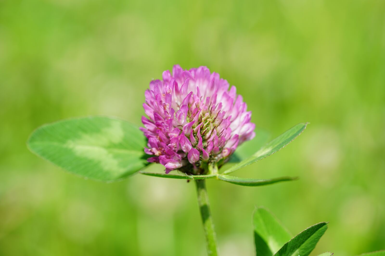 Sony a7R II + Sony FE 90mm F2.8 Macro G OSS sample photo. Klee, red clover, pointed photography
