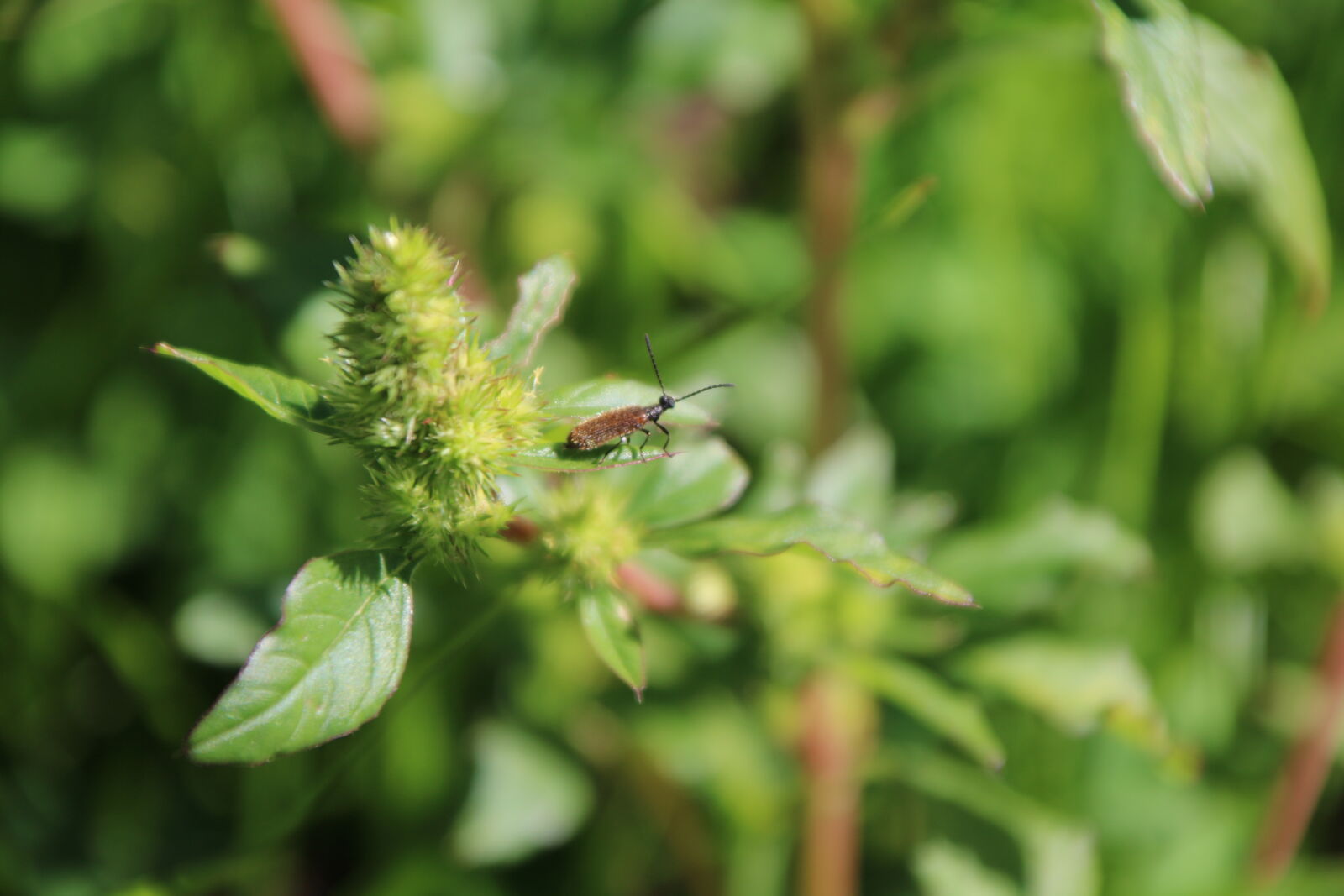 Canon EOS 750D (EOS Rebel T6i / EOS Kiss X8i) sample photo
