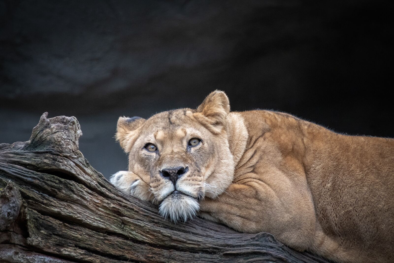 Canon EOS 200D (EOS Rebel SL2 / EOS Kiss X9) sample photo. Lion, lioness, animal world photography