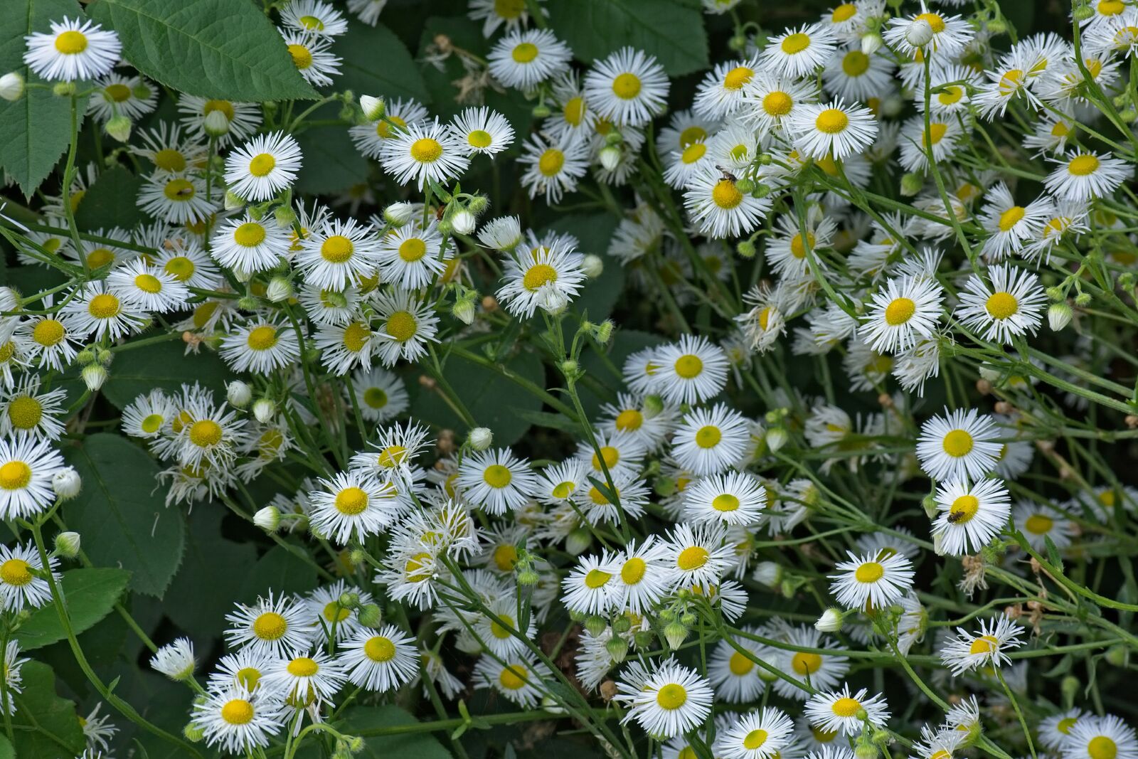 Nikon D7100 sample photo. Fine jet, flowers, occupation photography