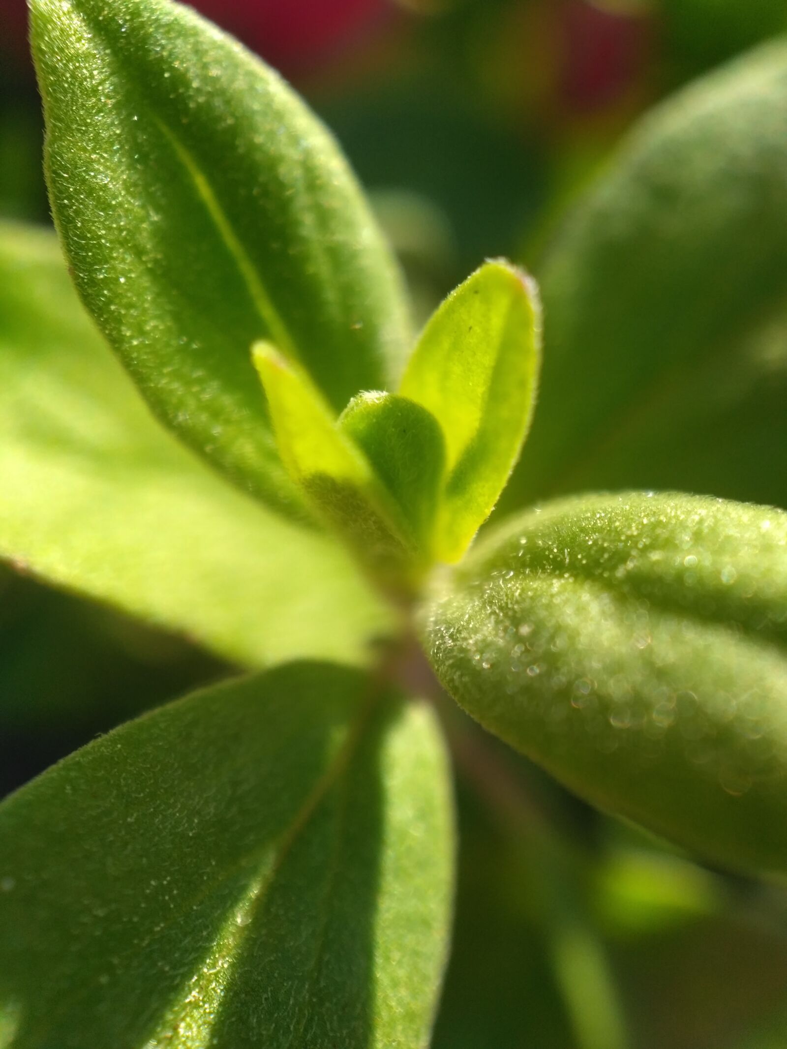 Xiaomi Redmi 3S sample photo. Marjoram, herbs, spices photography