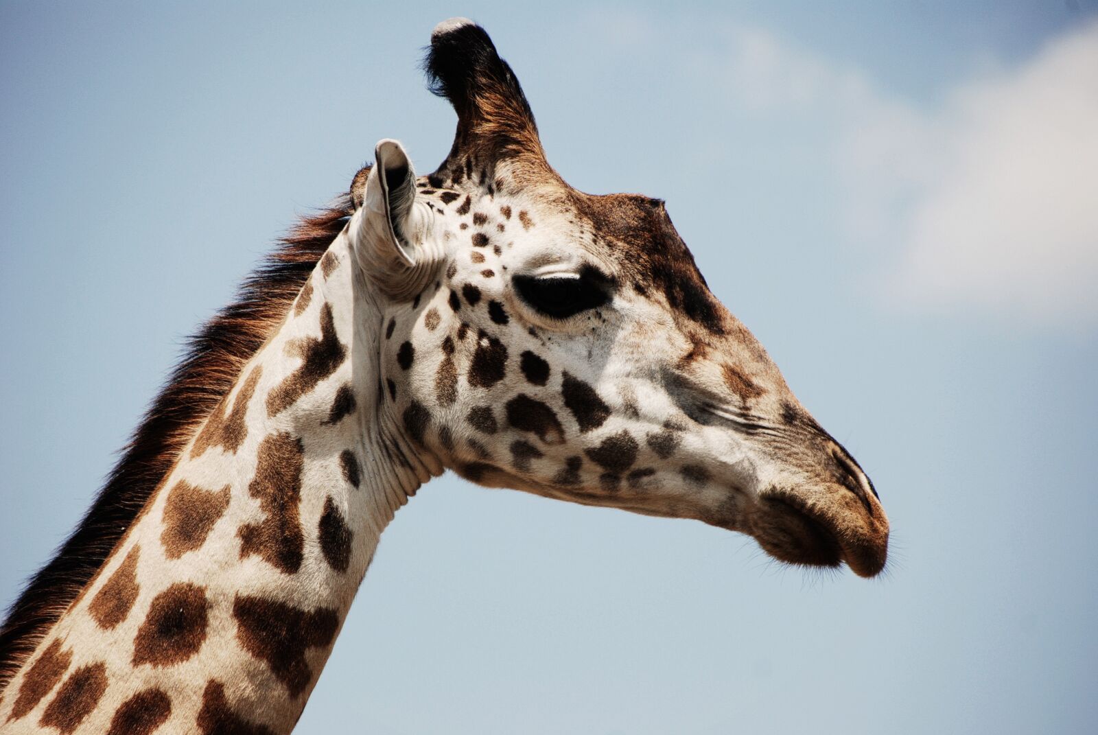Nikon D80 sample photo. Animal, close-up, giraffe photography
