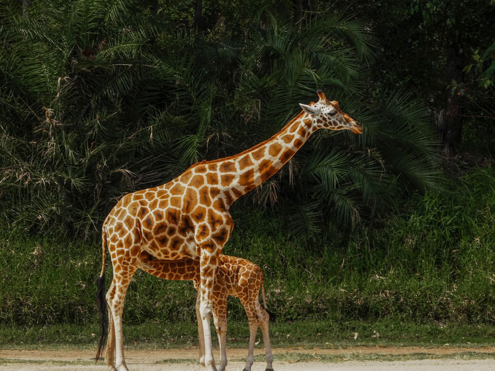 Sony Cyber-shot DSC-RX10 III sample photo. Giraffes, giraffe mother, giraffe photography