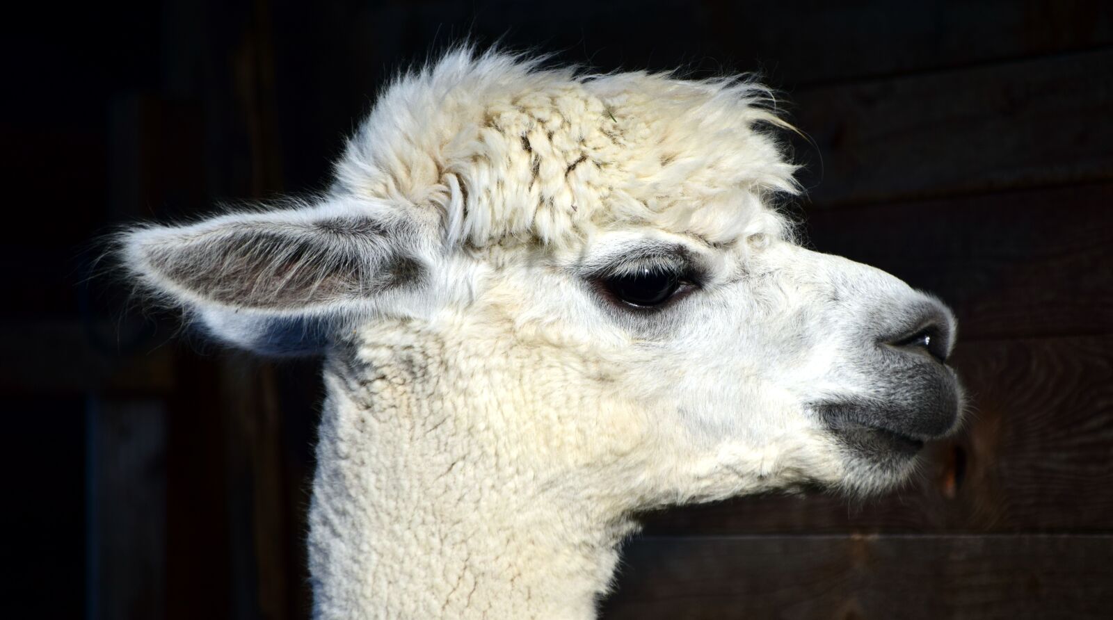 Nikon D3300 sample photo. Alpaca, head, animal photography