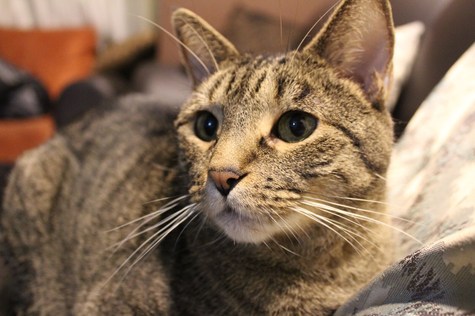 Canon EOS 1300D (EOS Rebel T6 / EOS Kiss X80) sample photo. Cat, pet, cats photography