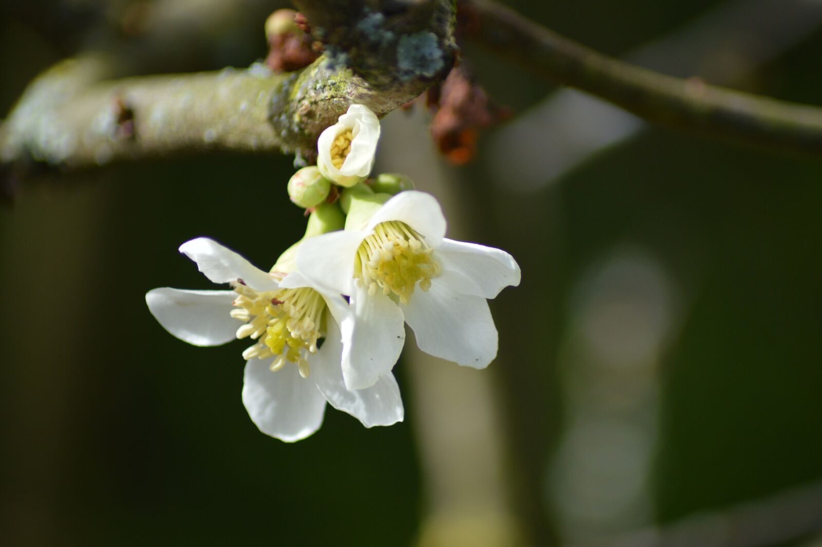 Nikon D3200 sample photo. Flower, bud, nature photography