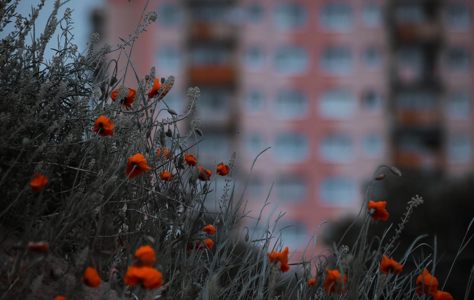 Canon EOS 50D sample photo. Poppies, city, flowers photography