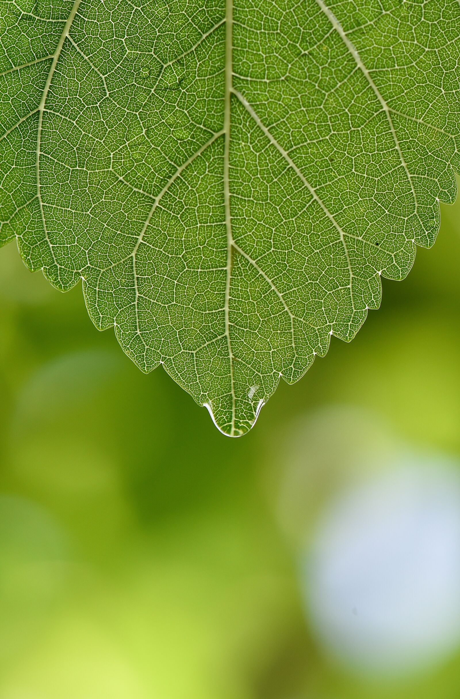 Nikon D750 sample photo. Green, macro, wallpaper photography