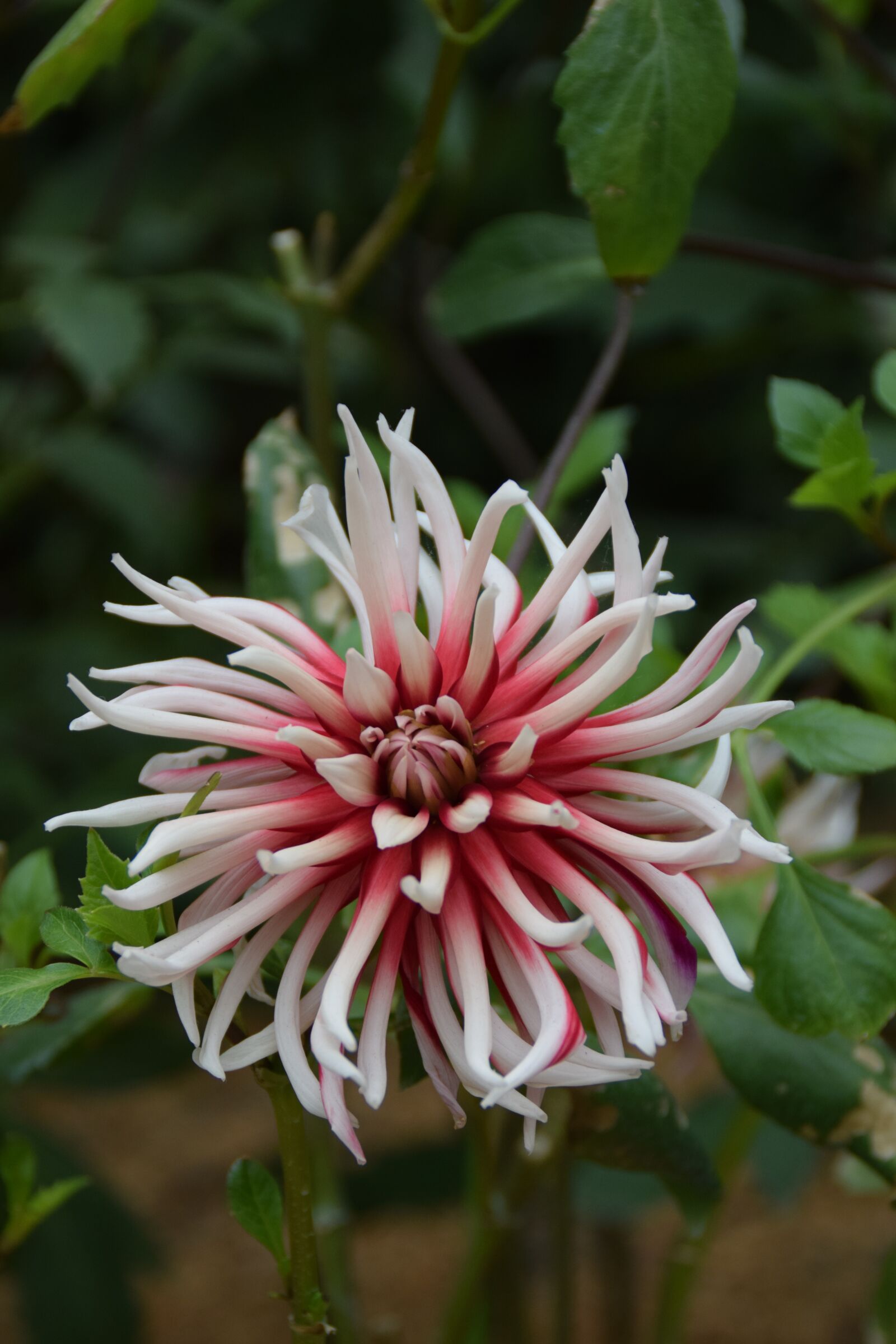 Nikon D5300 sample photo. Dahlia, blossom, bloom photography