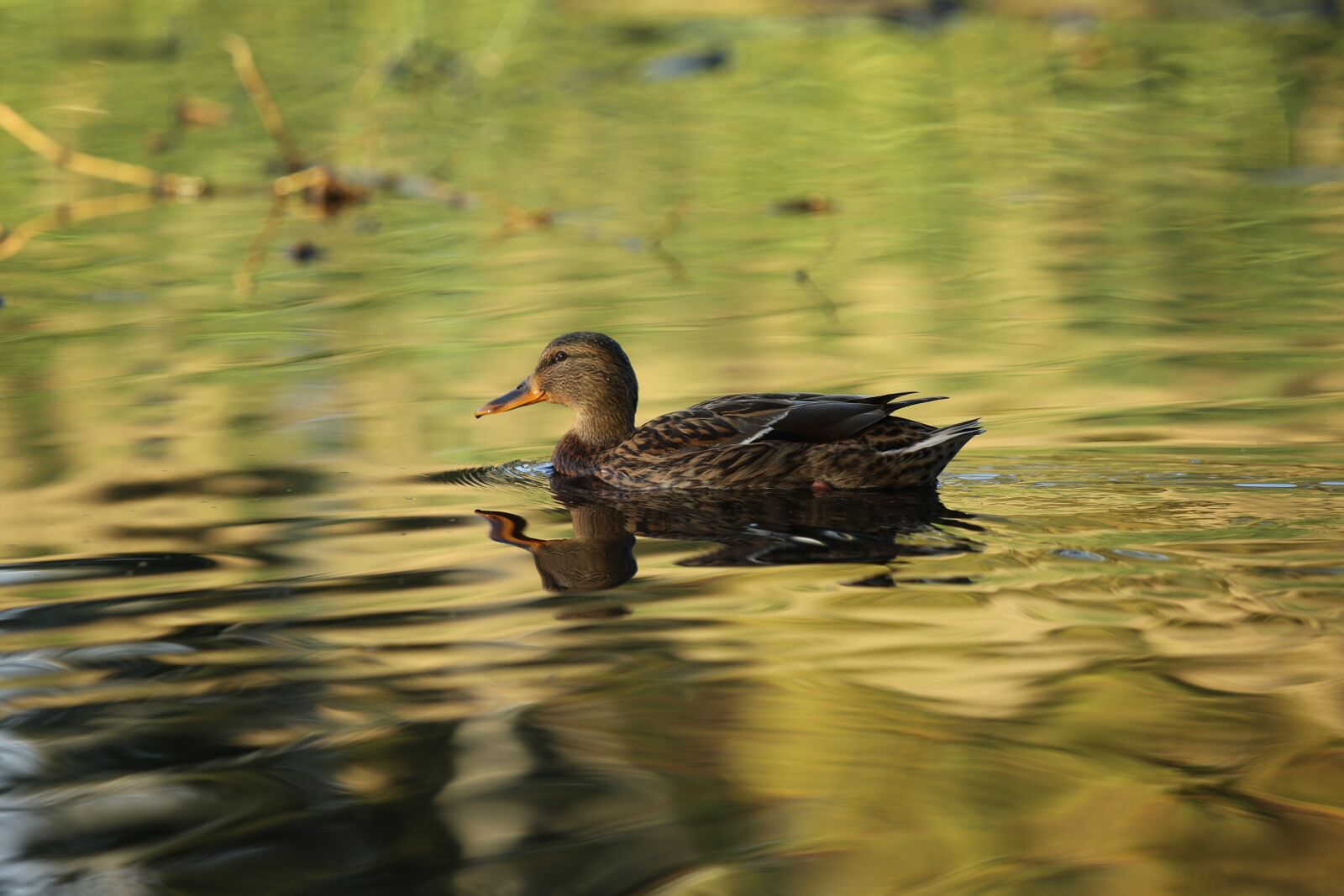 Canon EOS 7D Mark II sample photo. Mallard, female, duck photography