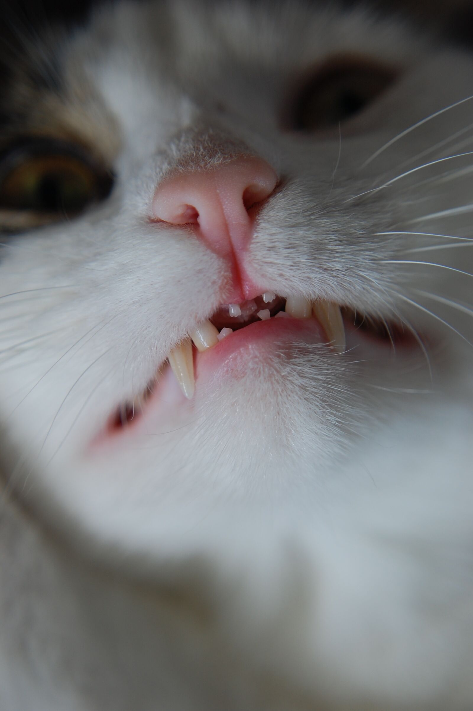 Nikon D40 sample photo. Cat, feline, animal photography