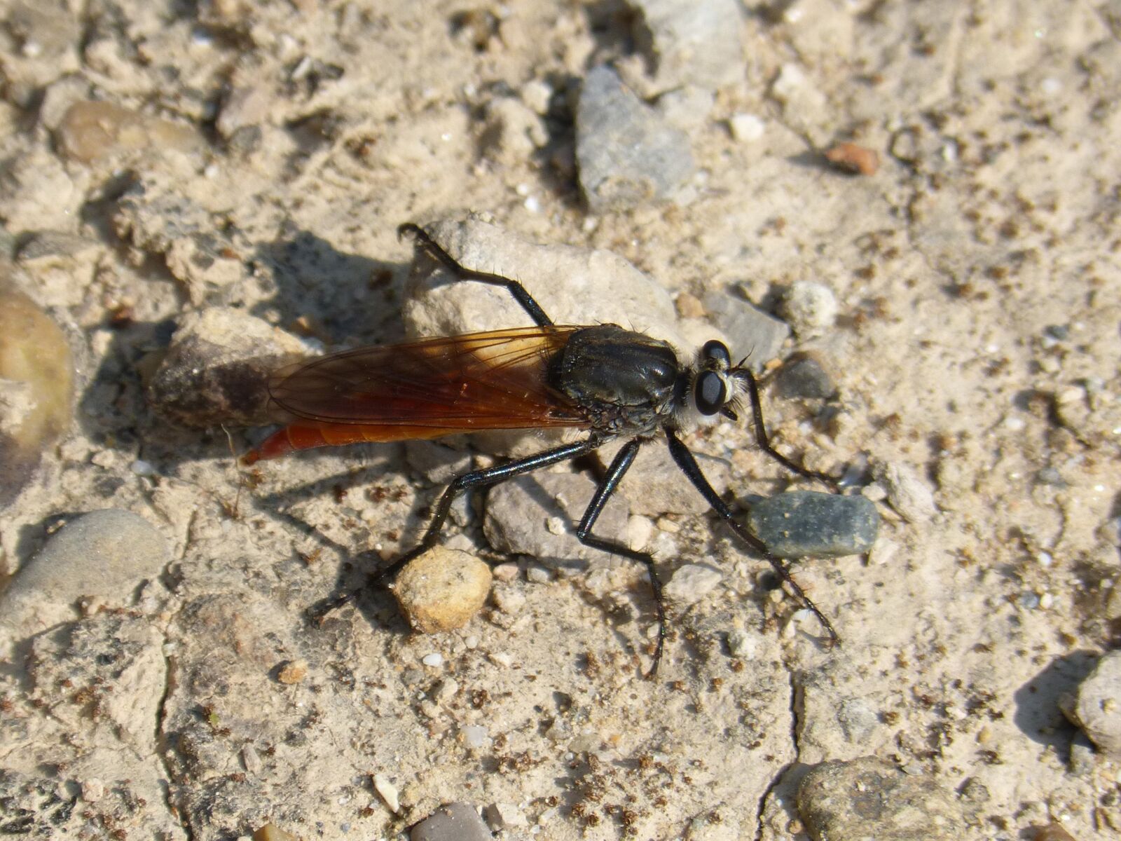 Panasonic DMC-FZ62 sample photo. Mosquito, insect, strange photography