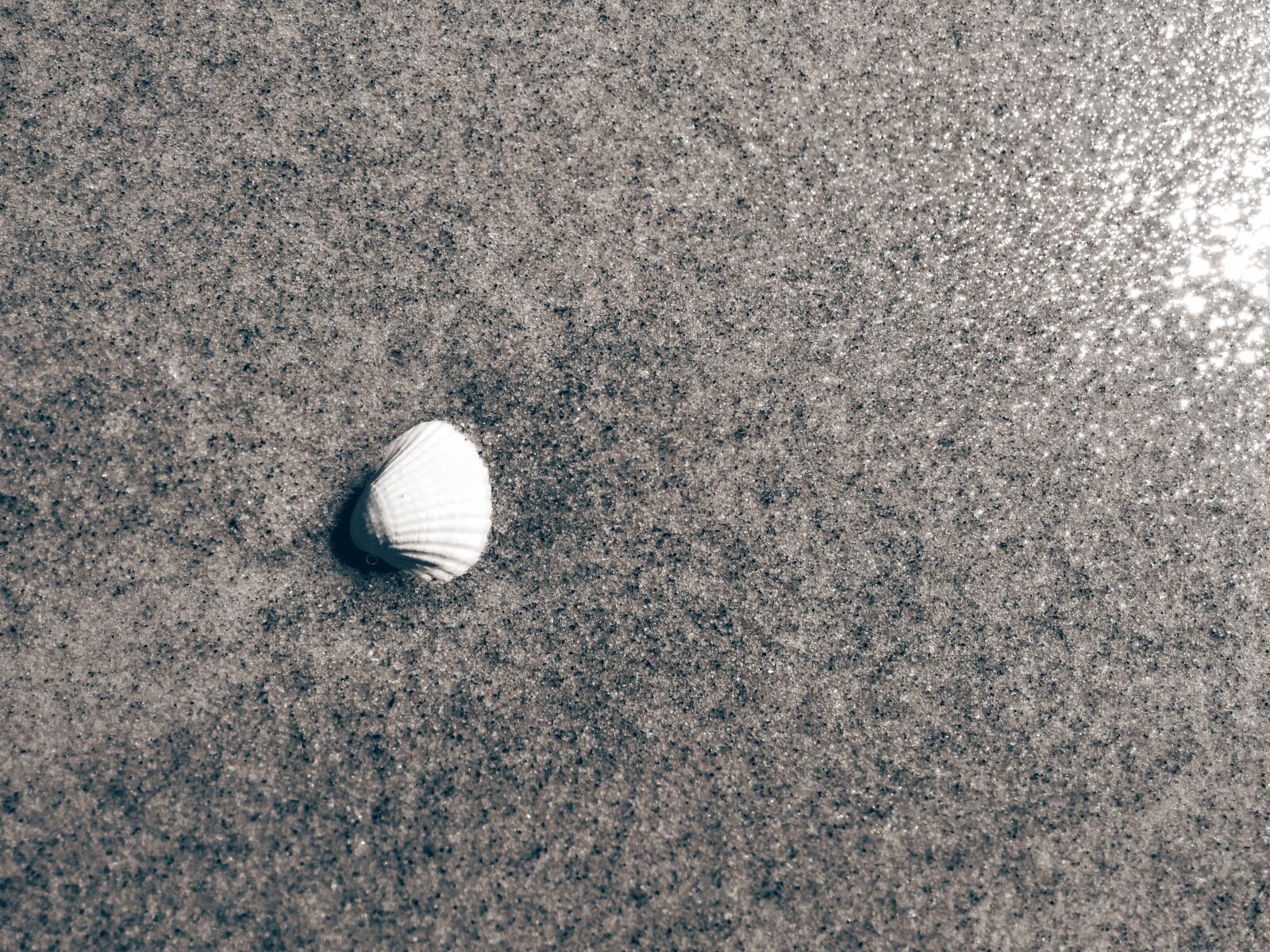 LG Nexus 5 sample photo. Shell, background, beach photography