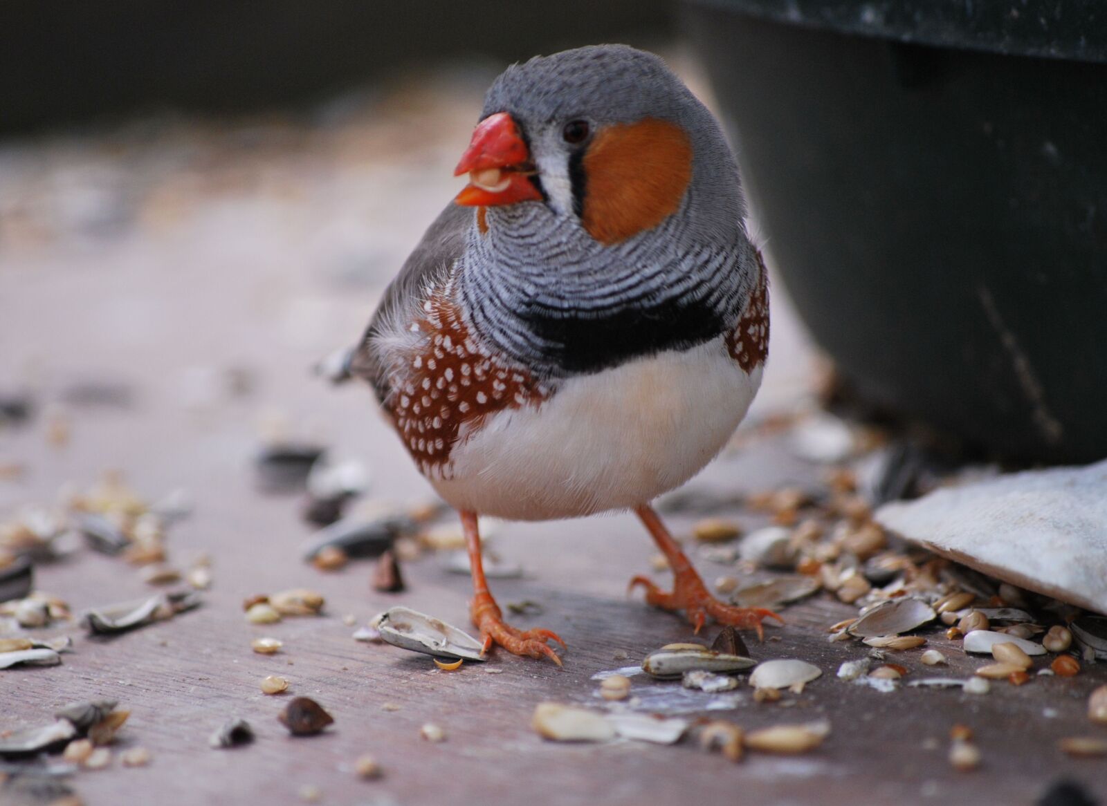Nikon D60 sample photo. Bird, wildlife, nature photography