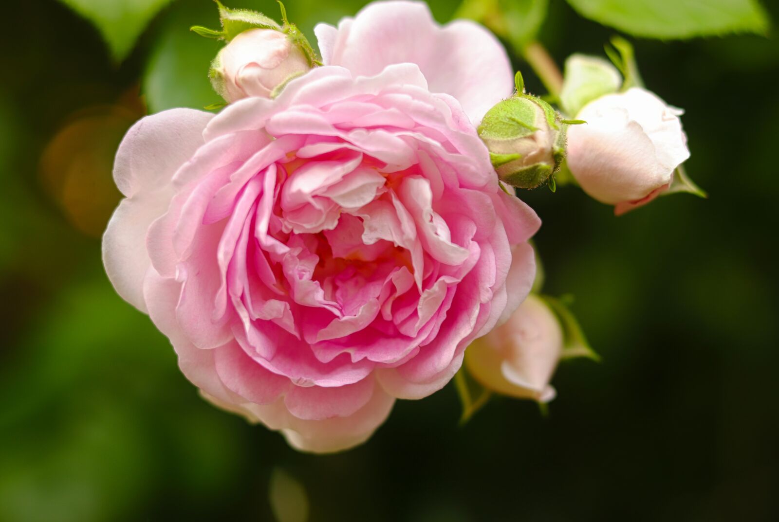 Canon EOS 200D (EOS Rebel SL2 / EOS Kiss X9) + Canon EF 50mm F1.8 STM sample photo. Rose, romantic, blossom photography