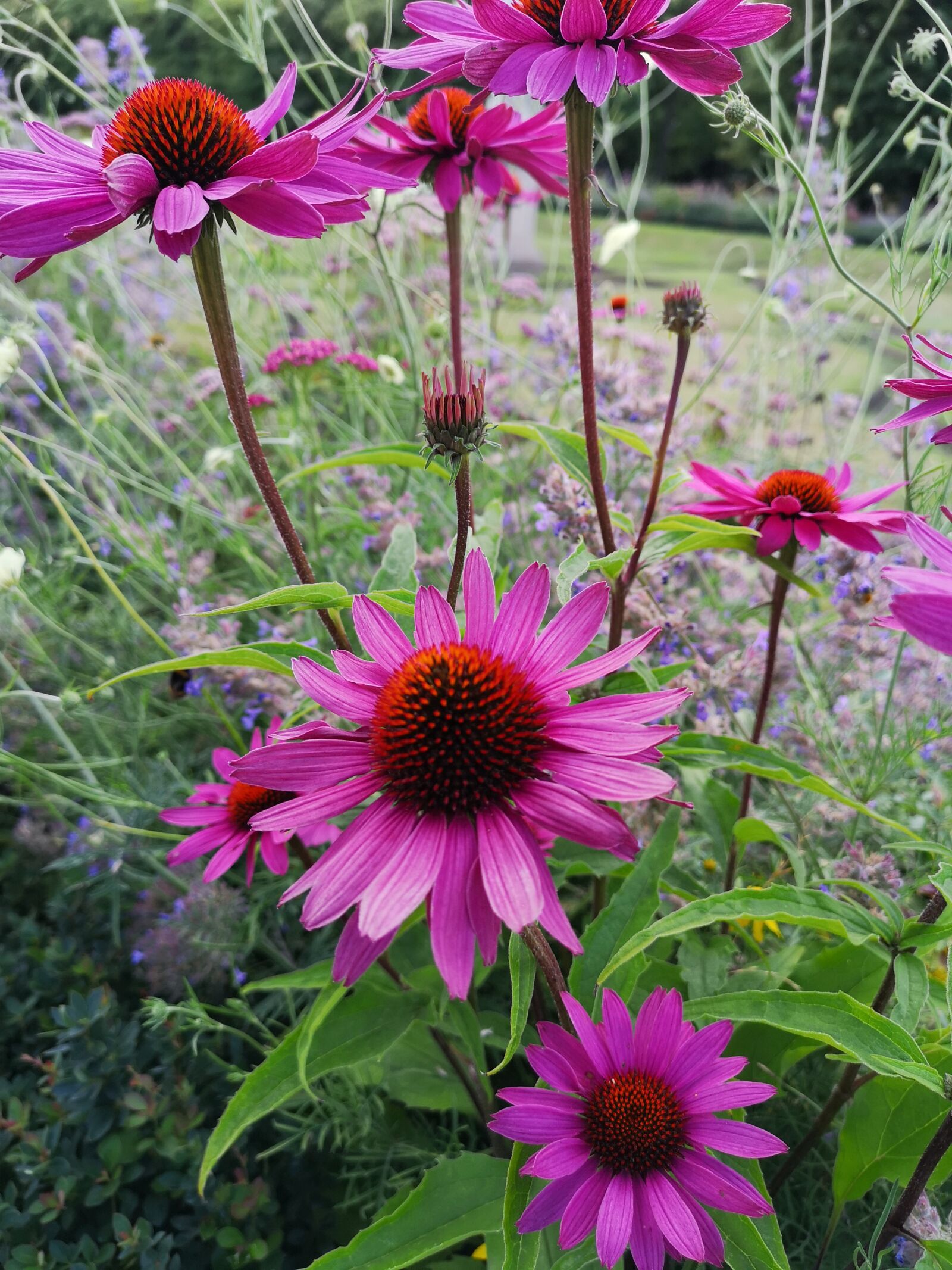 HUAWEI CLT-L29 sample photo. Flower, blumen, nature photography