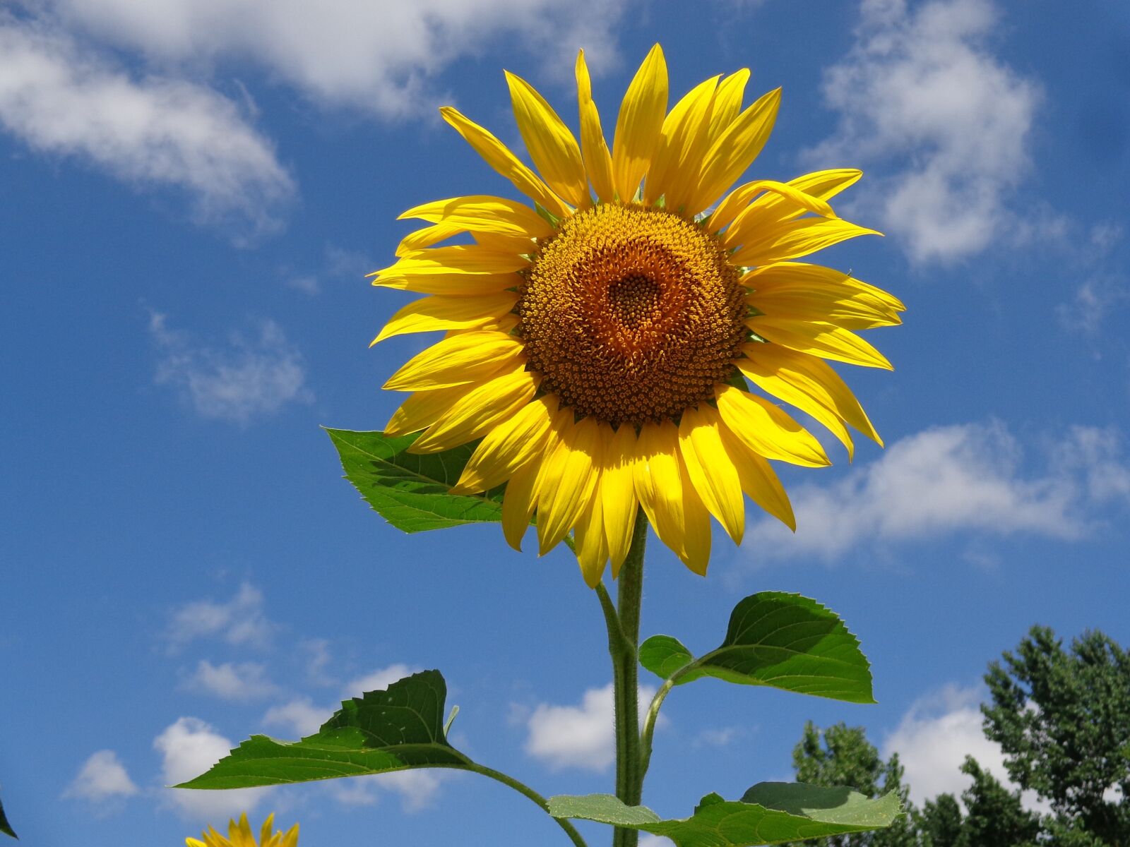 Sony DSC-W690 sample photo. "Sunflower, flower, summer" photography