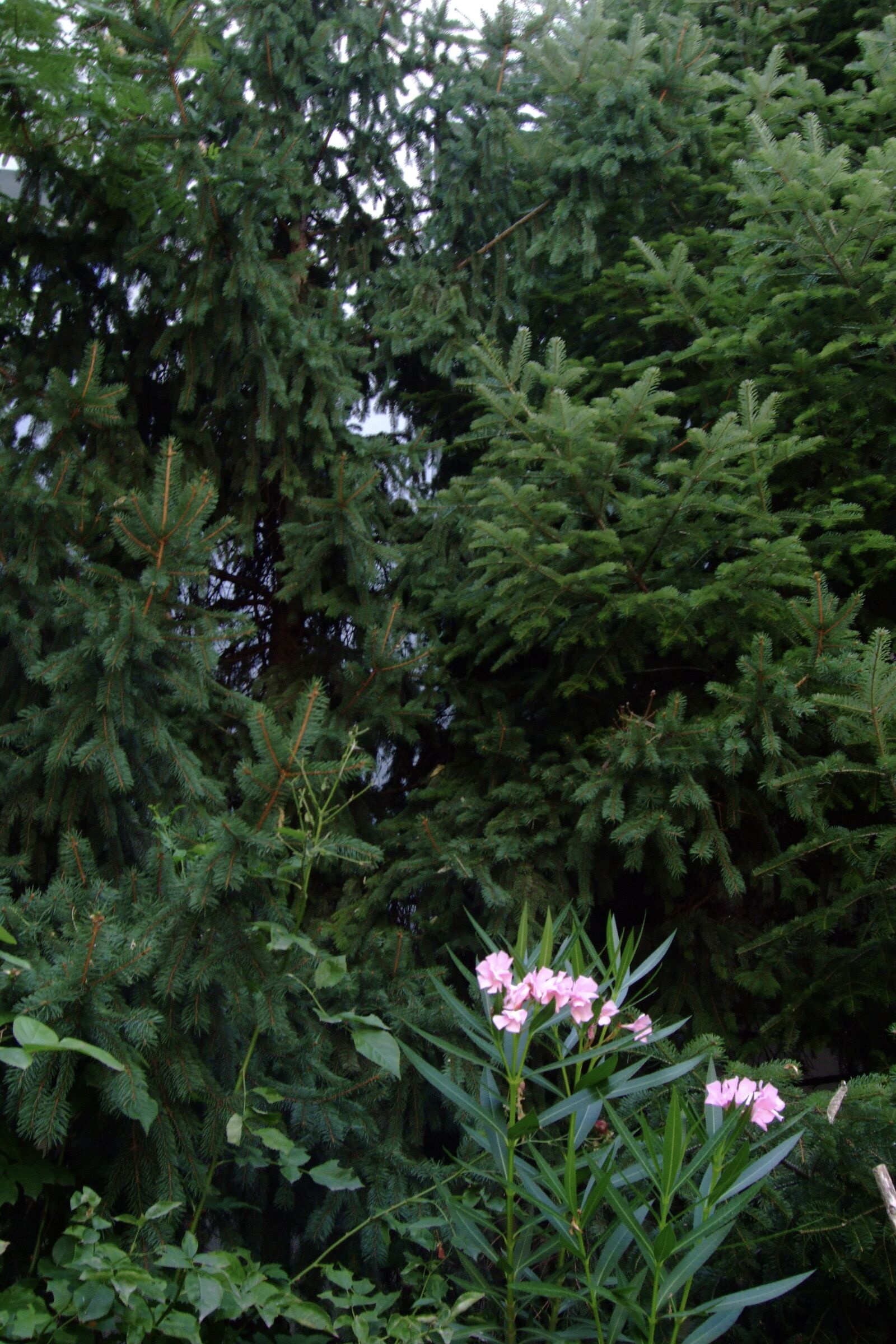 Fujifilm FinePix F50fd sample photo