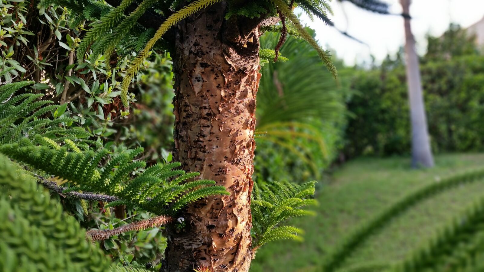 Samsung Galaxy S5 sample photo. Look, all shots, follow photography