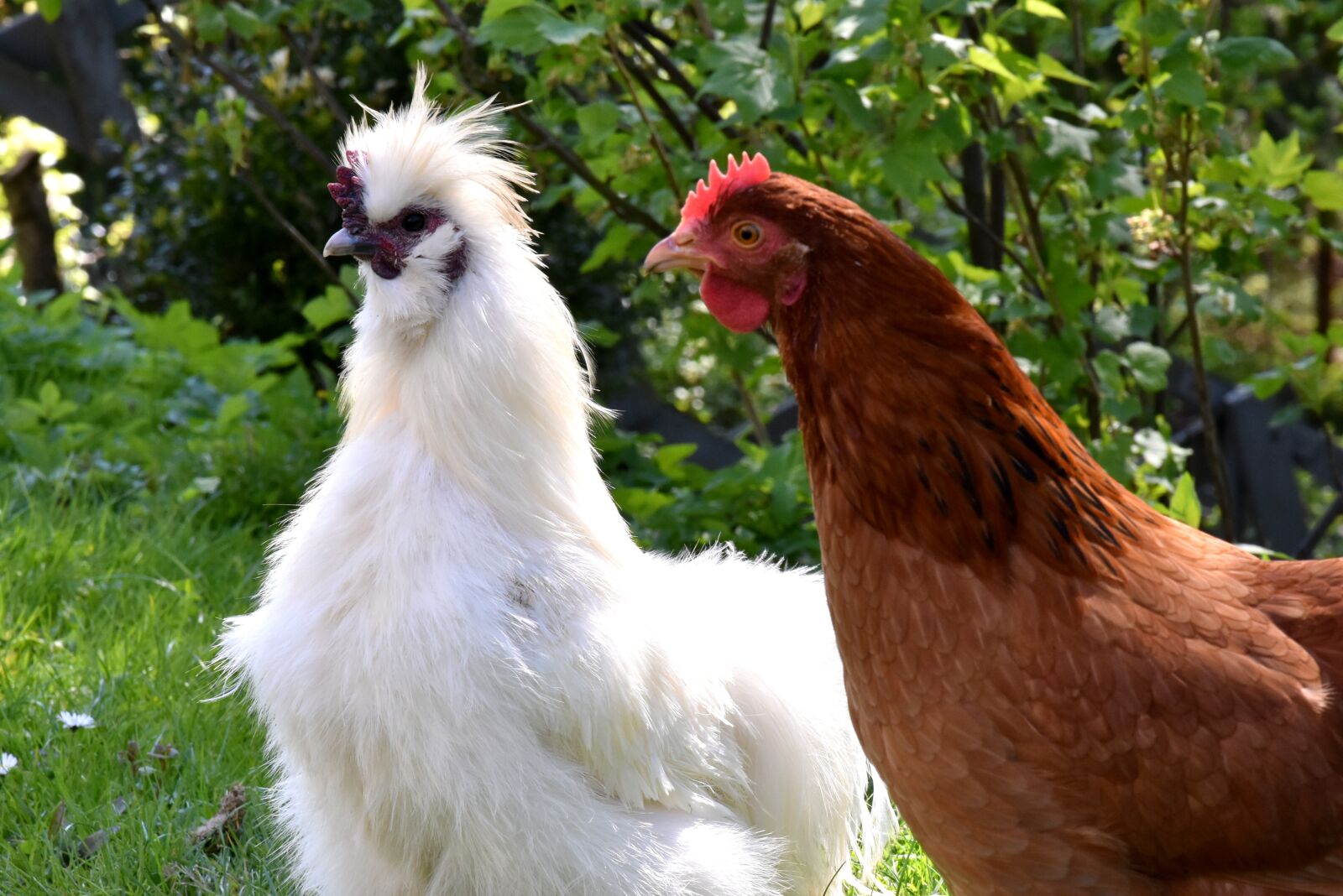 Nikon D7200 sample photo. Cock, the hen, chicken photography