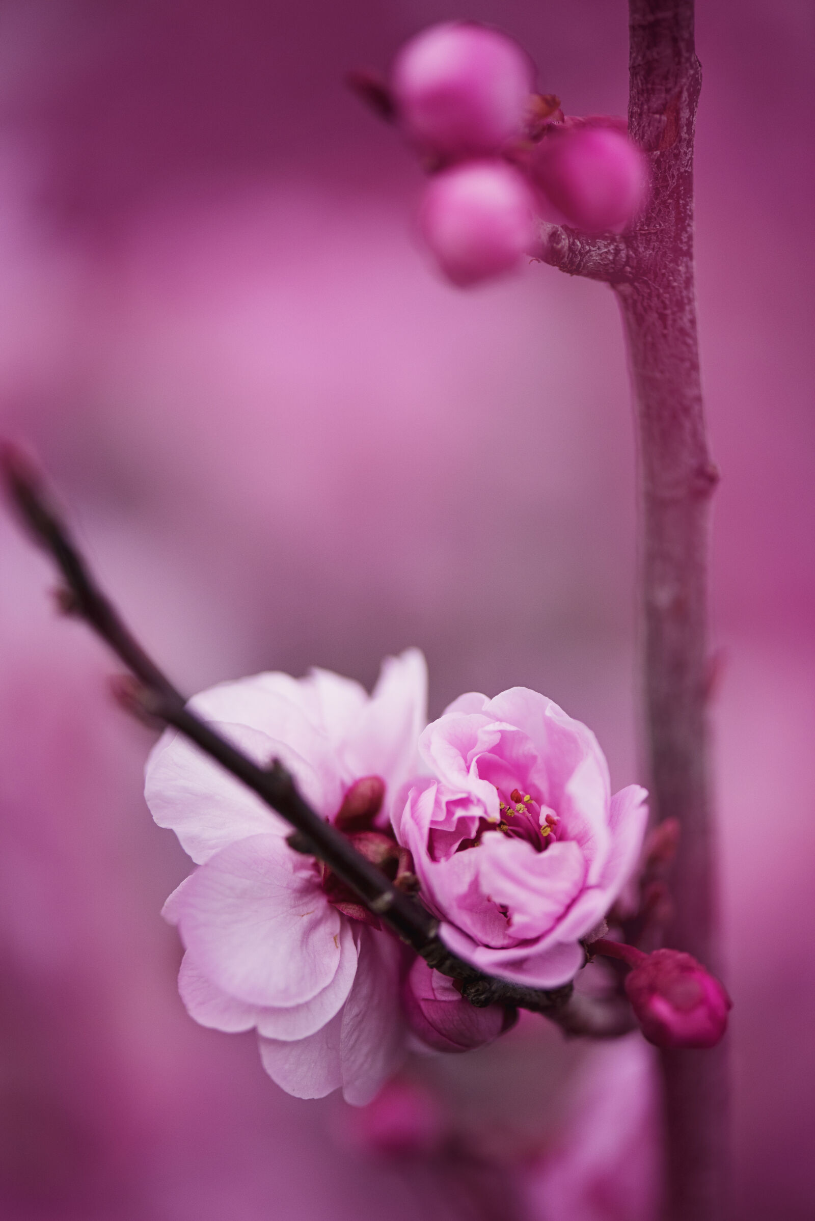 Nikon D810 + Nikon AF-S Micro-Nikkor 105mm F2.8G IF-ED VR sample photo. Beautiful, bloom, blooming, blossom photography