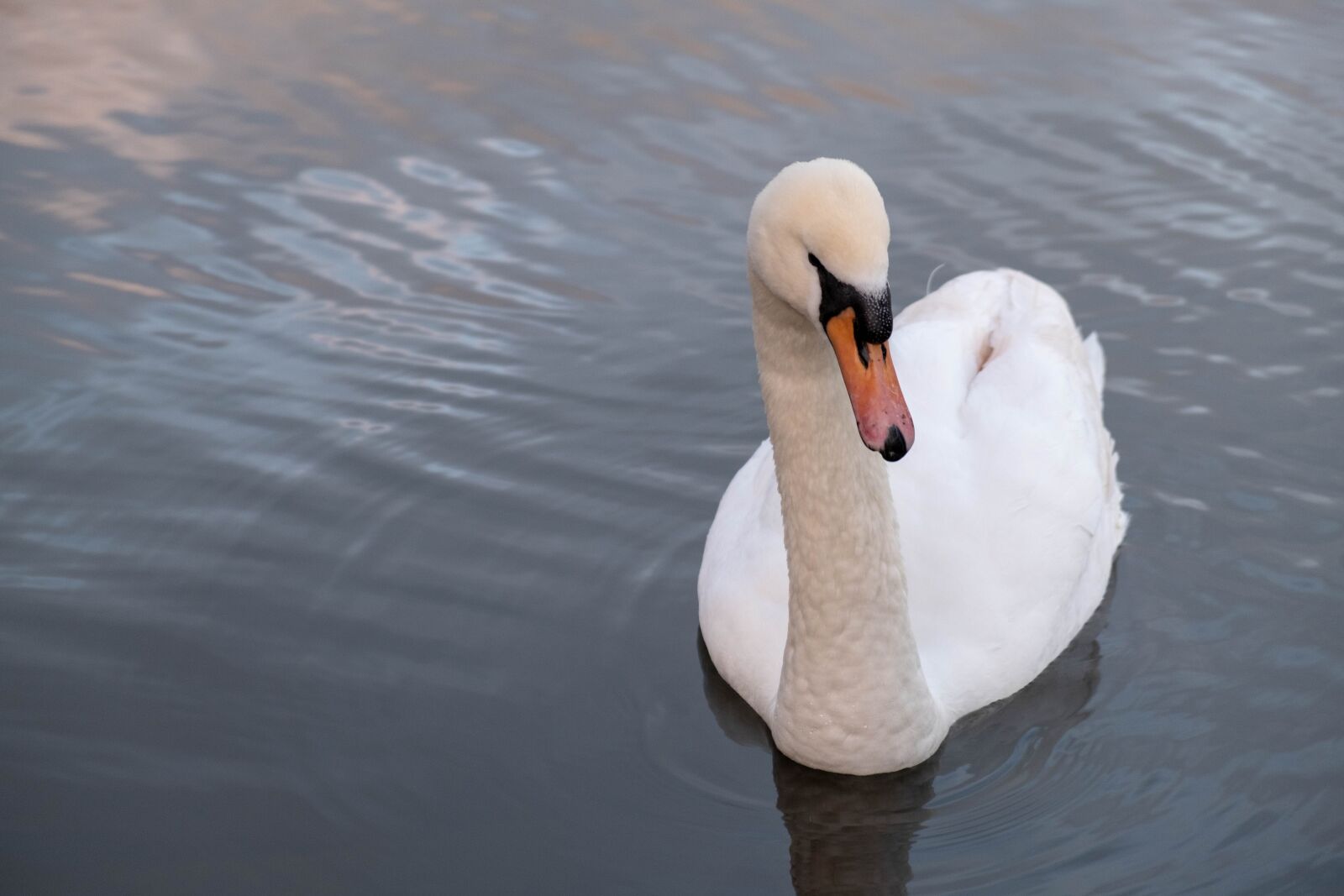 Fujifilm X-T3 sample photo. Swan, water, bird photography