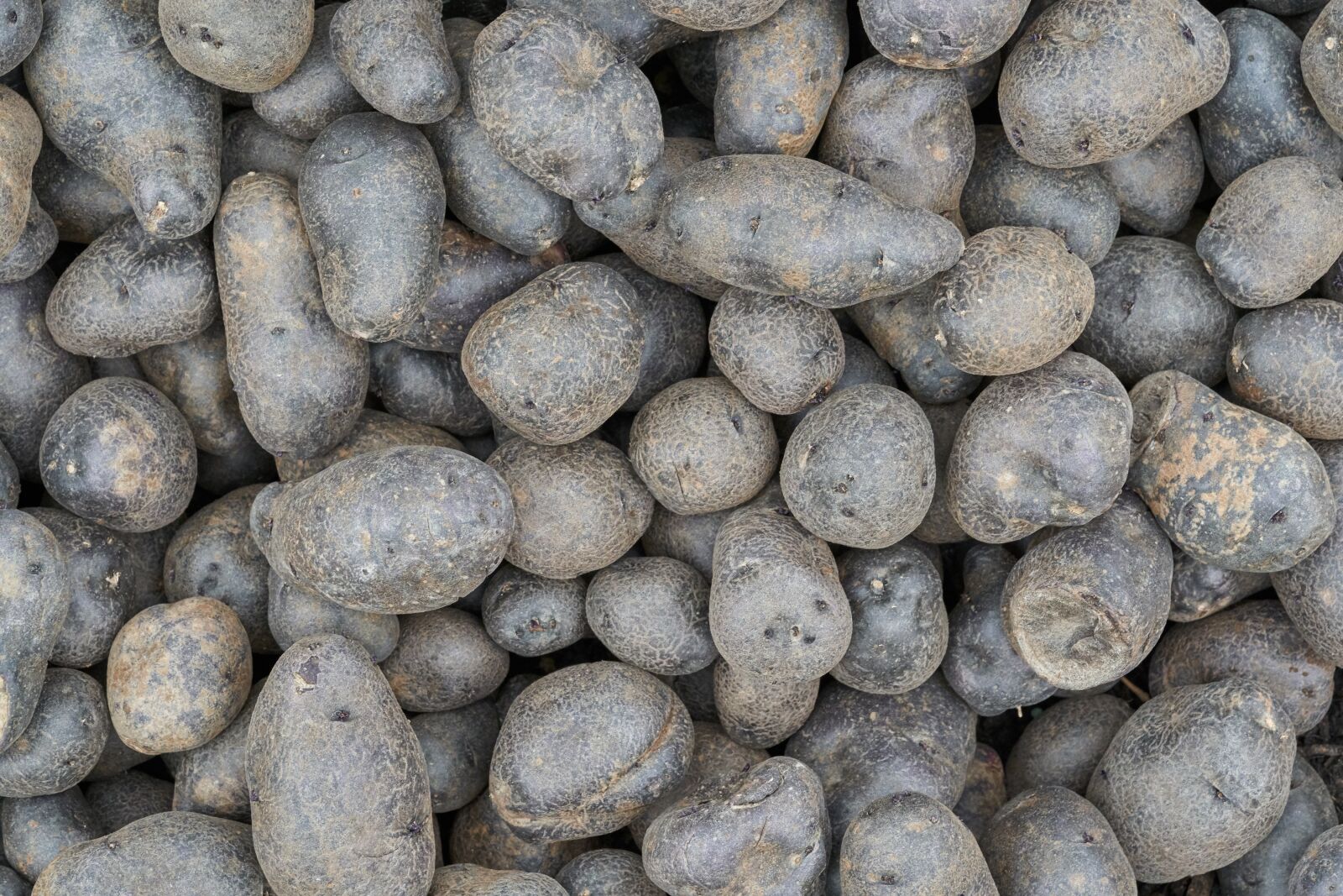 Sony FE 90mm F2.8 Macro G OSS sample photo. Potato, harvest, eat photography