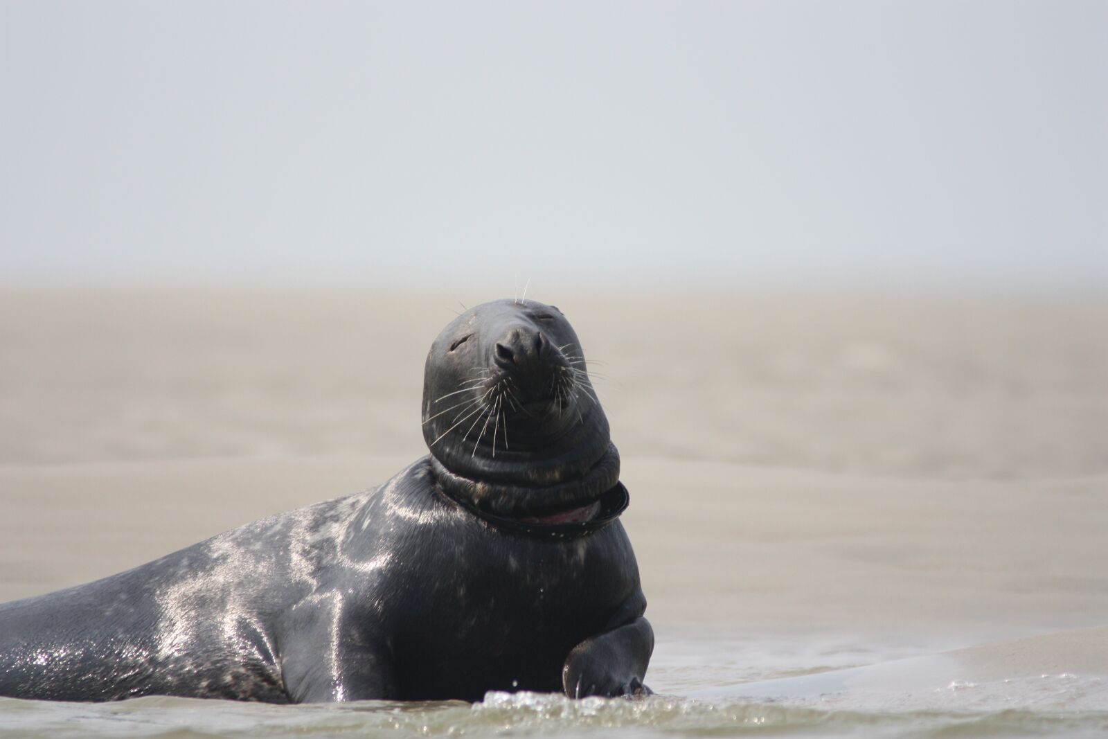 Canon EOS 450D (EOS Rebel XSi / EOS Kiss X2) sample photo. Grey seal, waste, seal photography
