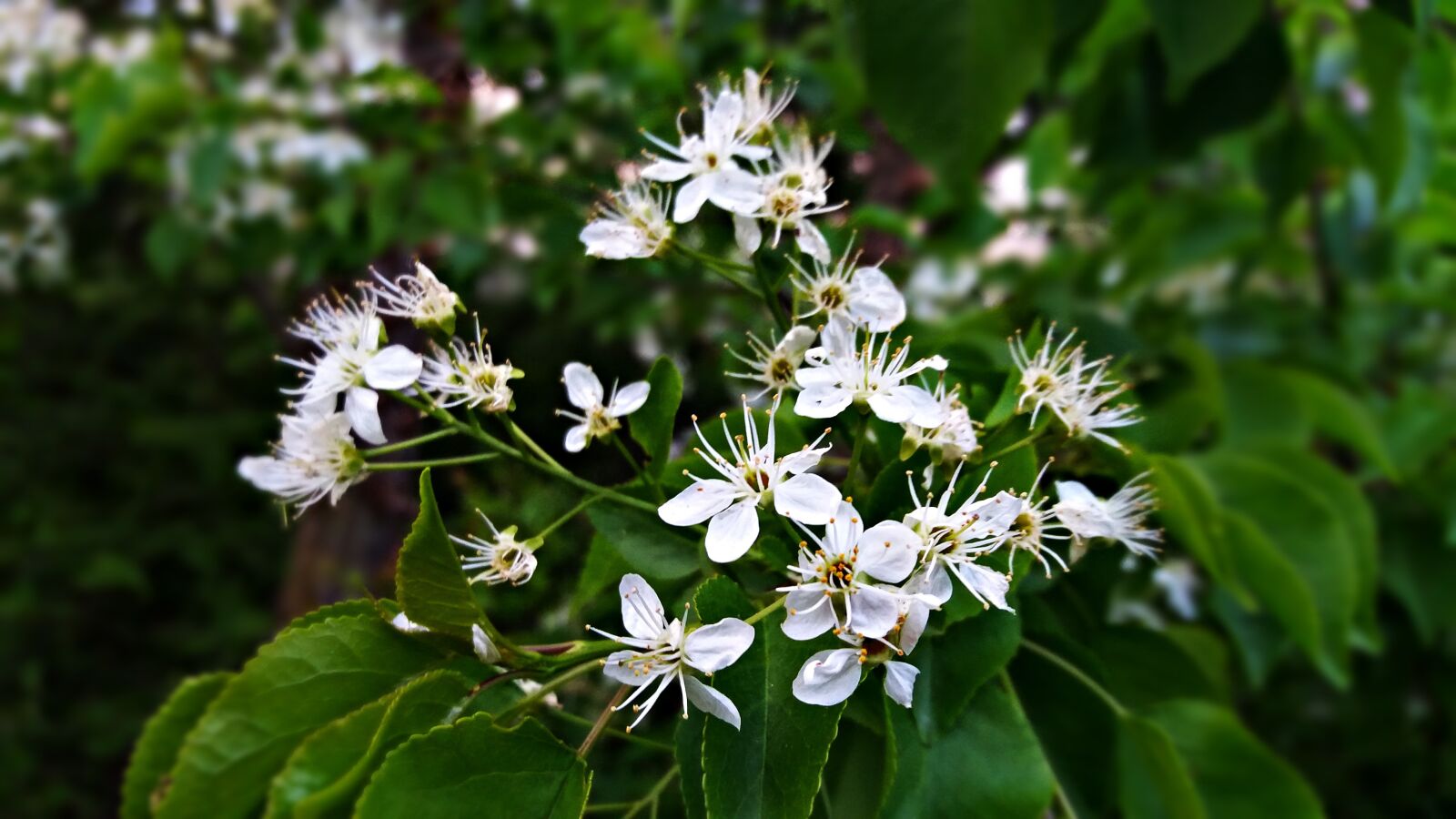Samsung Galaxy J5 sample photo. Flowers, tree, spring photography