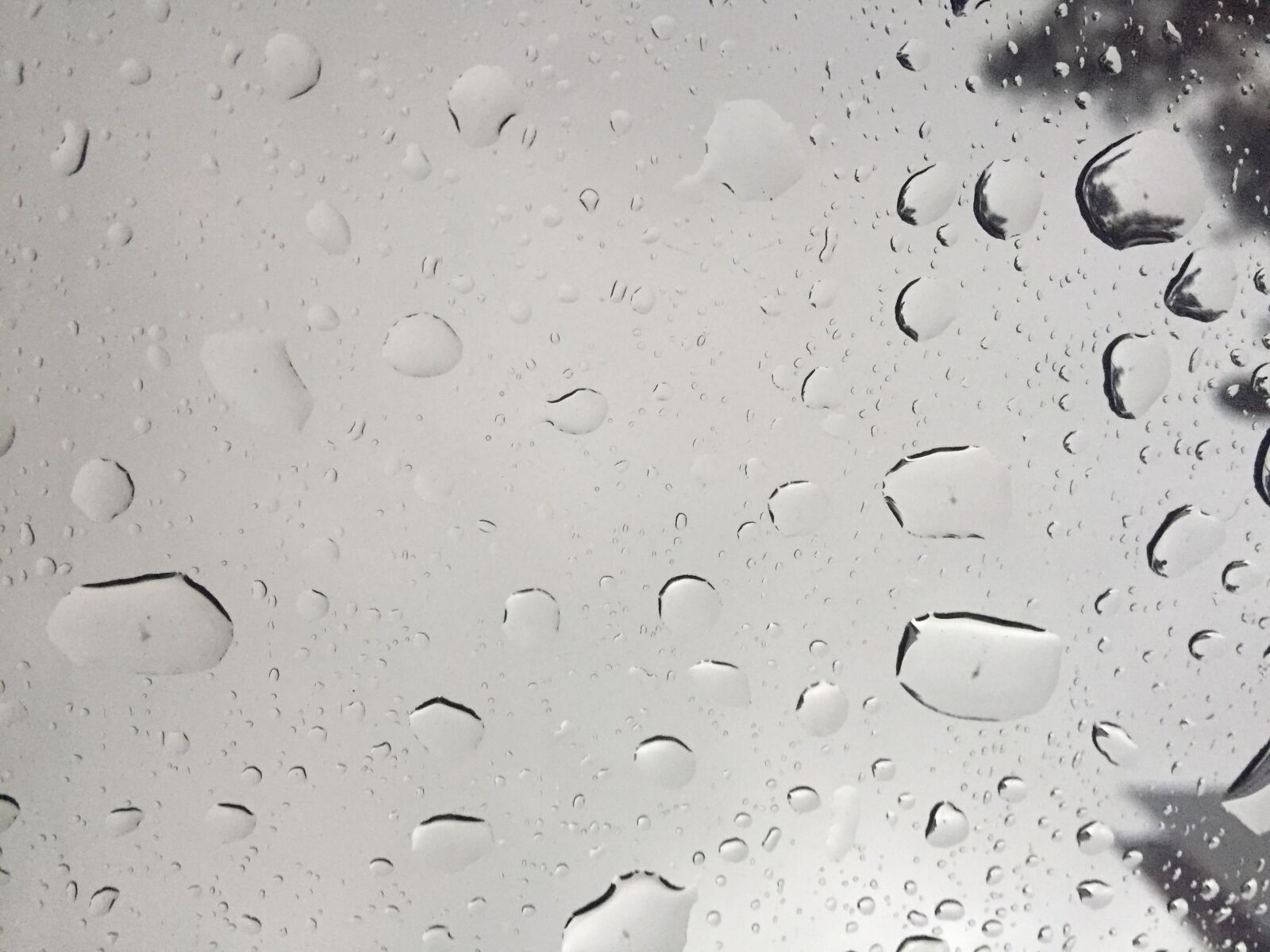 Apple iPhone 6 sample photo. Rain, glass, tree photography